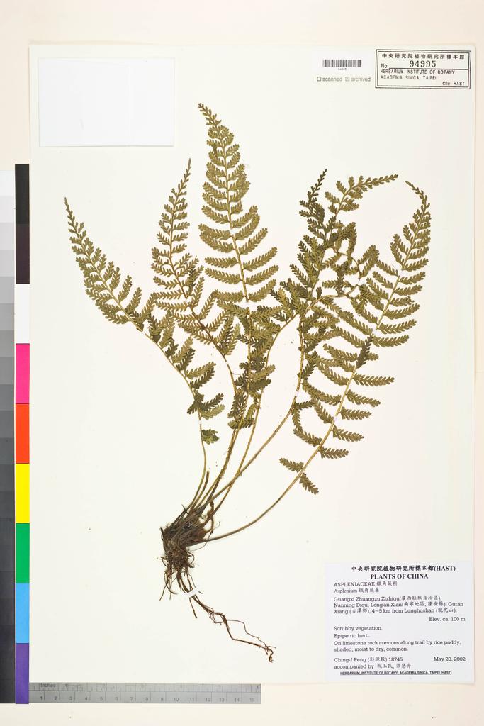 <Unit #42657 Peng, Ching-I | 彭鏡毅 | 18745:: | Asplenium>