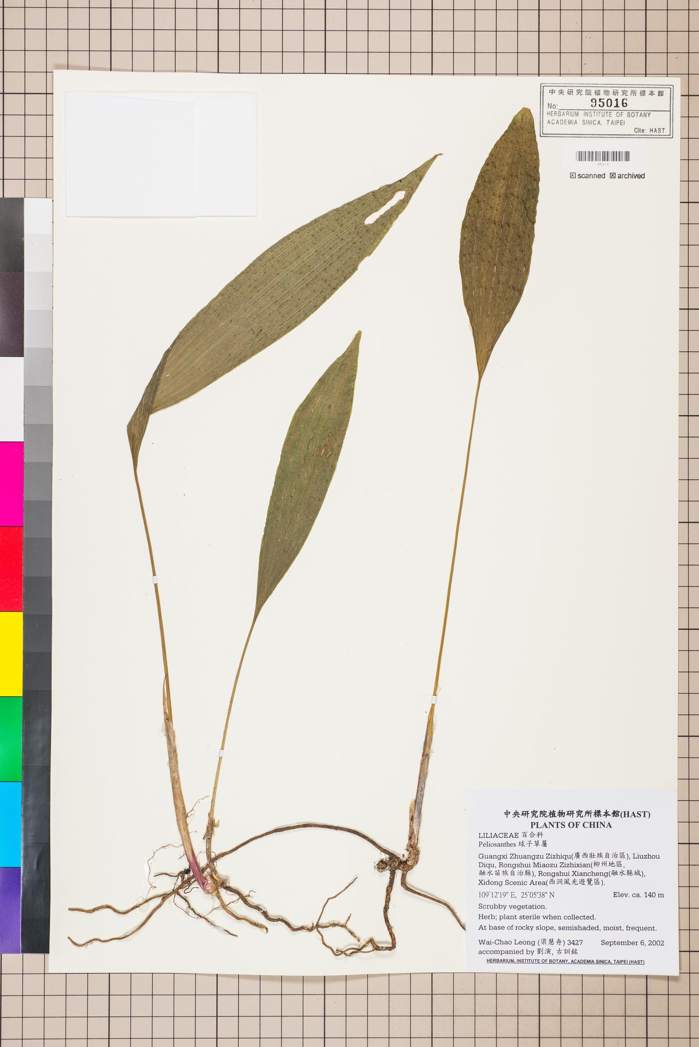 Sample image for viewer