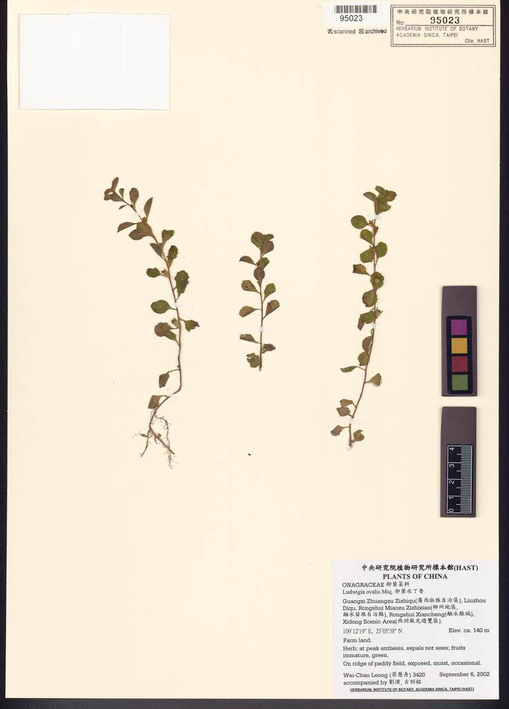 <Unit #41820 Leong, Wai-Chao | 梁慧舟 | 3420:: | Ludwigia ovalis Miq.>