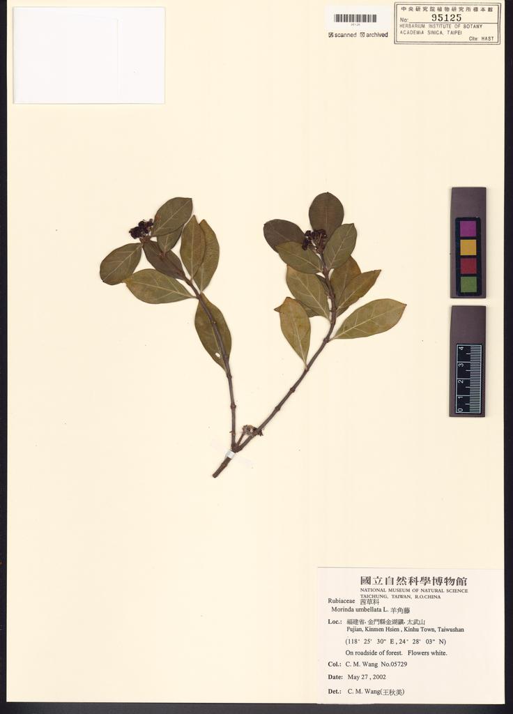 <Unit #51683 Wang, Chiu-Mei | 王秋美 | 5729:: | Morinda umbellata L.>