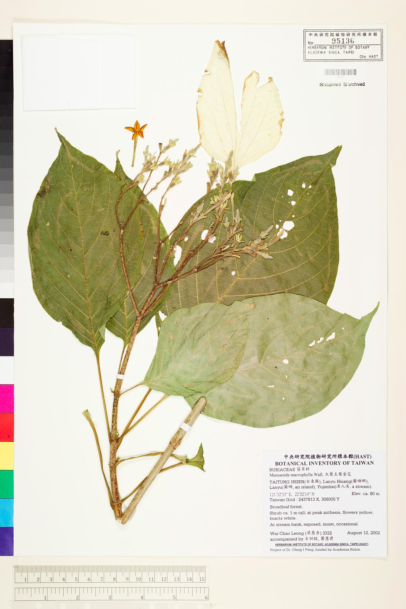 Sample image for viewer