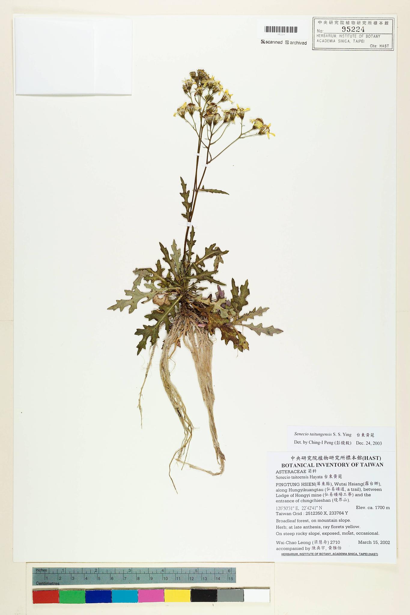 Sample image for viewer