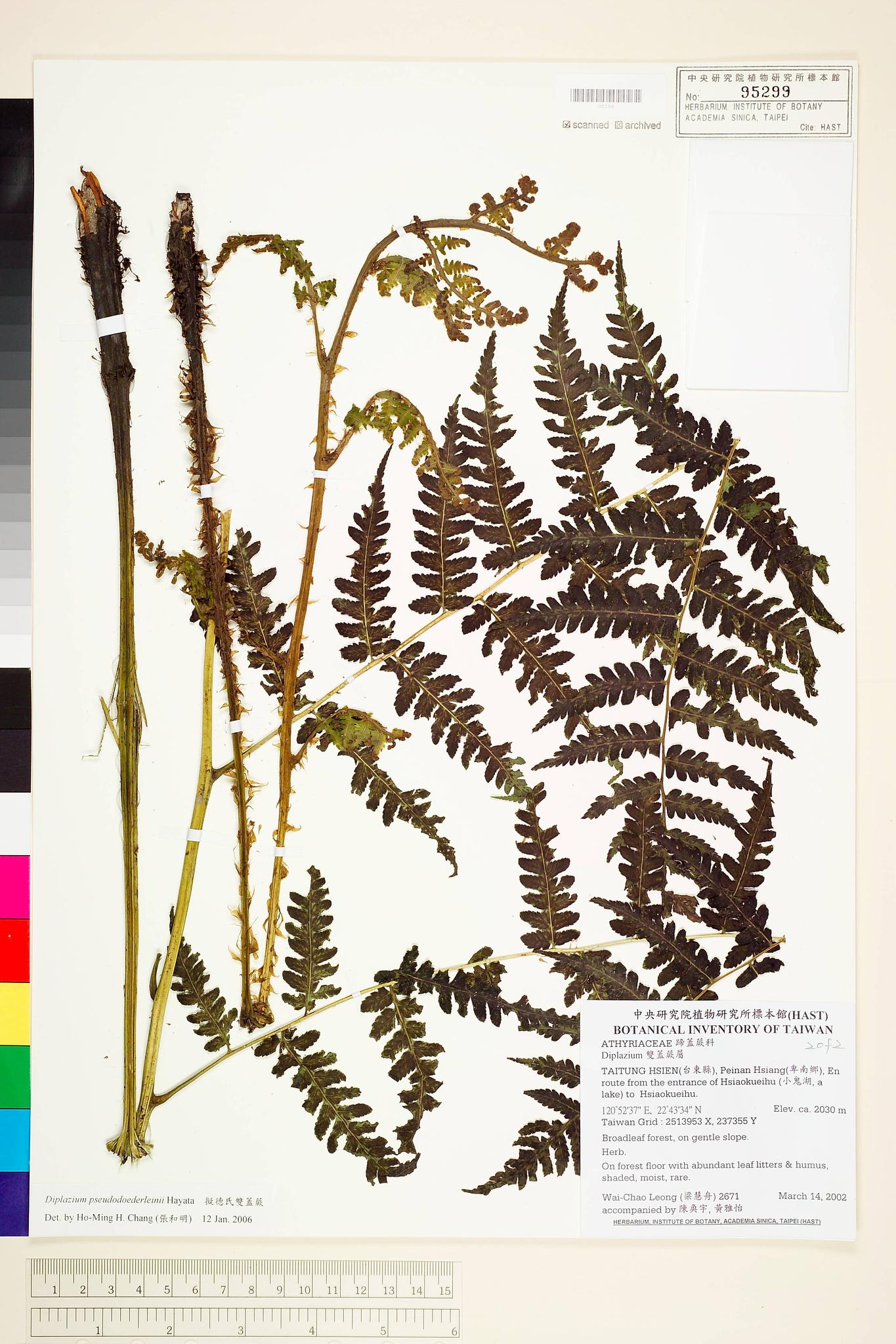 Sample image for viewer