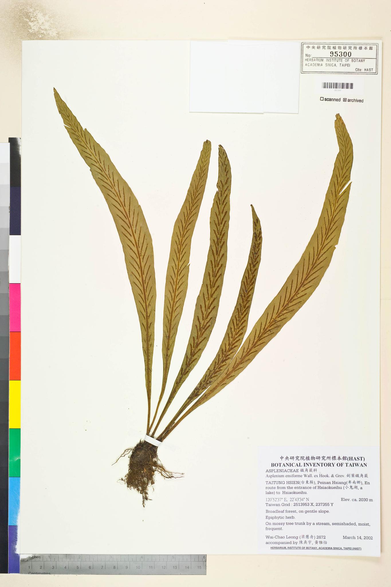 Sample image for viewer