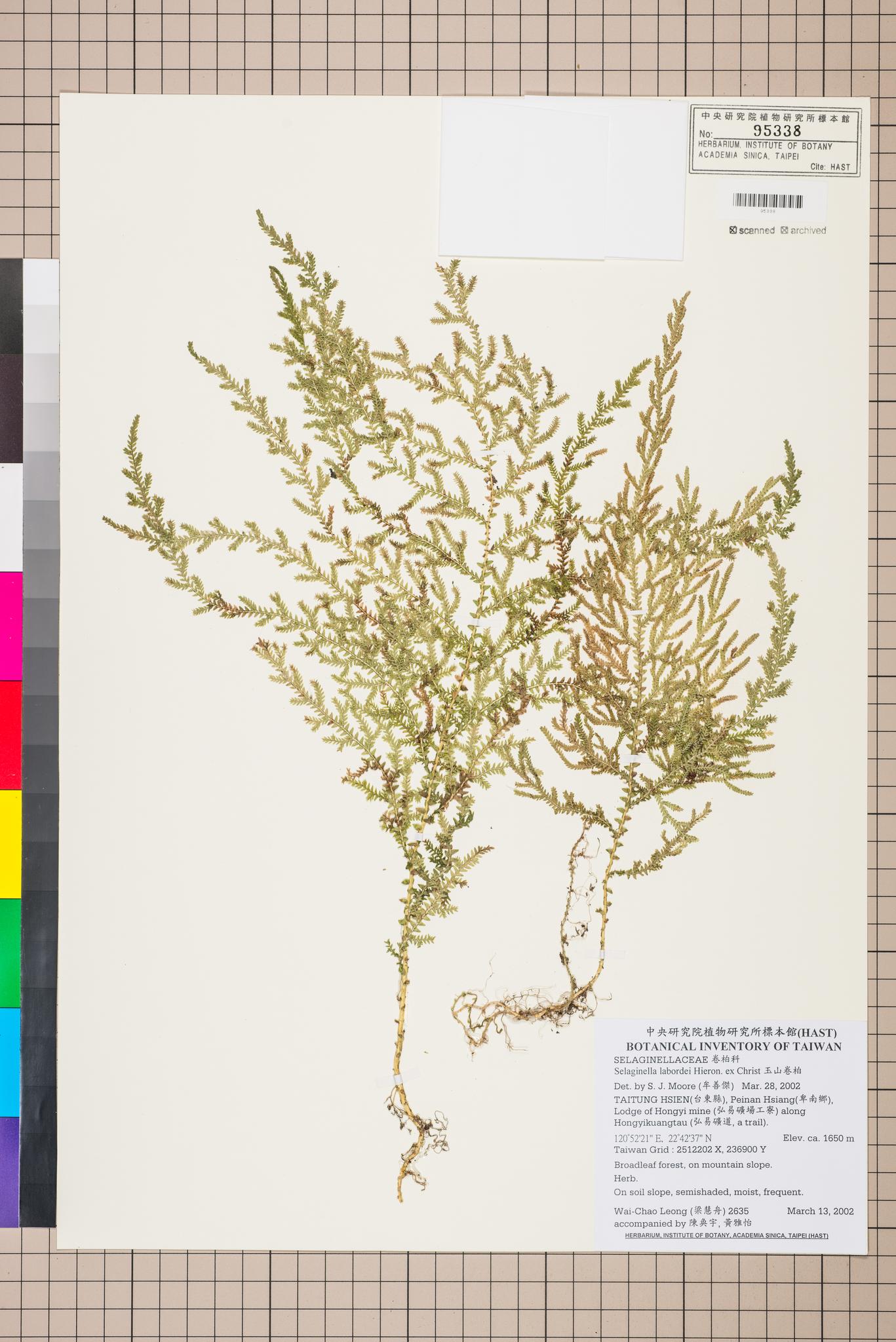 Sample image for viewer