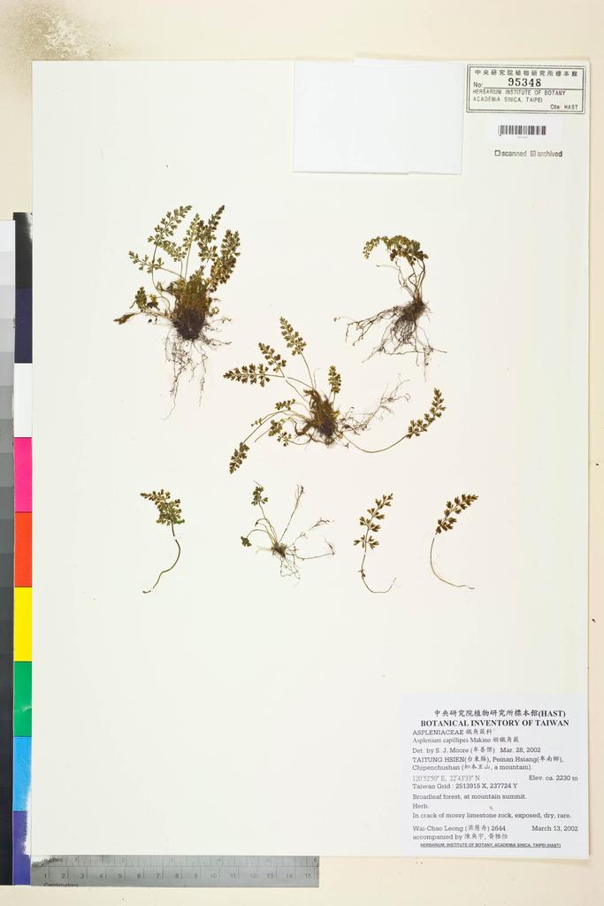 <Unit #35794 Leong, Wai-Chao | 梁慧舟 | 2644:: | Asplenium capillipes Makino>