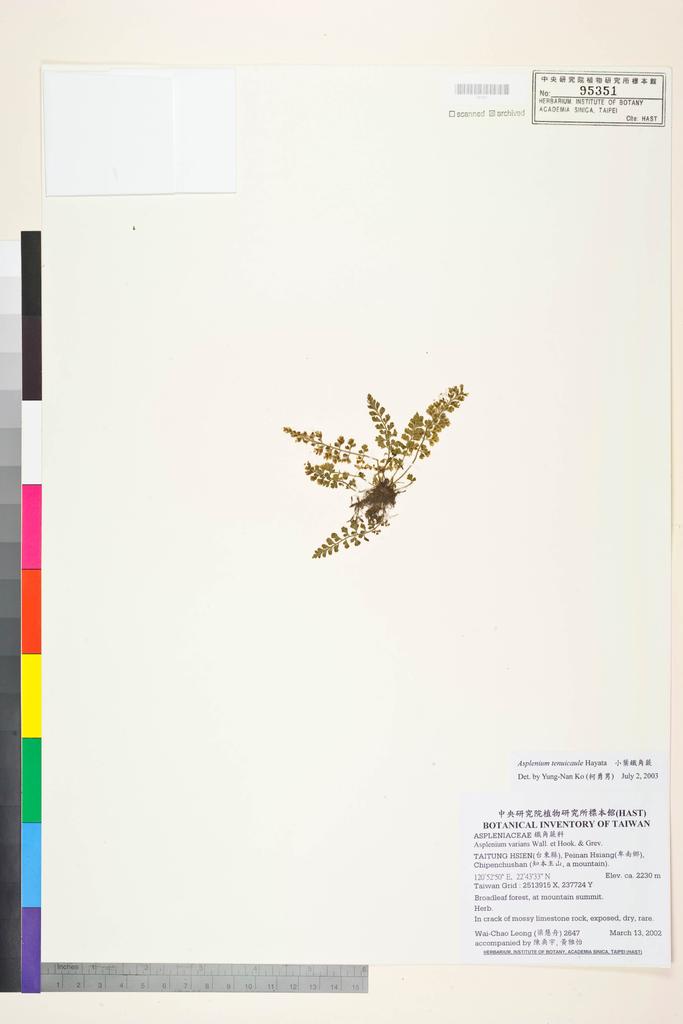 <Unit #35843 Leong, Wai-Chao | 梁慧舟 | 2647:: | Asplenium tenuicaule Hayata>
