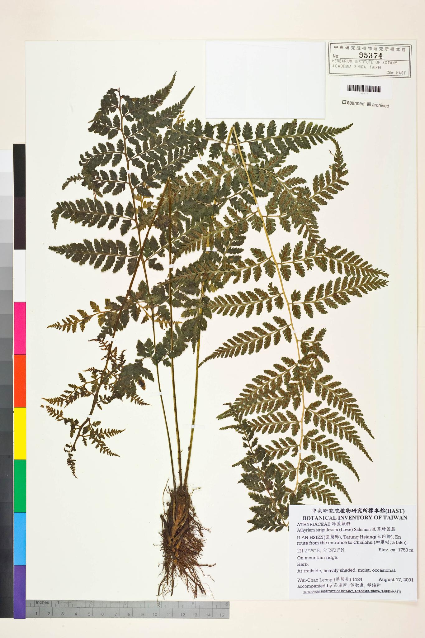 Sample image for viewer