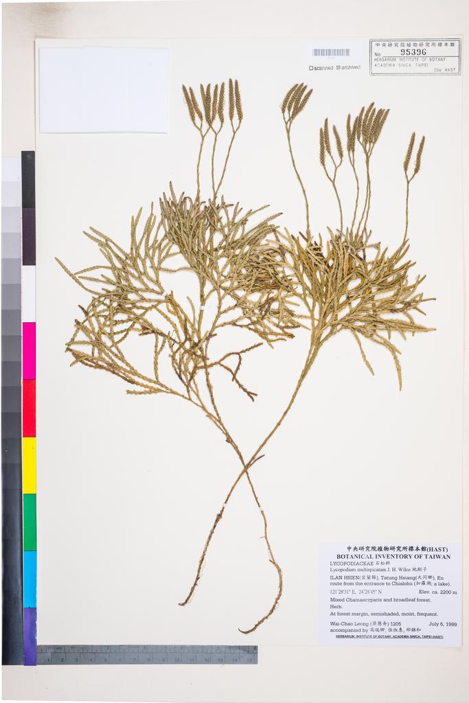 <Unit #34455 Leong, Wai-Chao | 梁慧舟 | 1205:: | Lycopodium multispicatum J. H. Wilce>