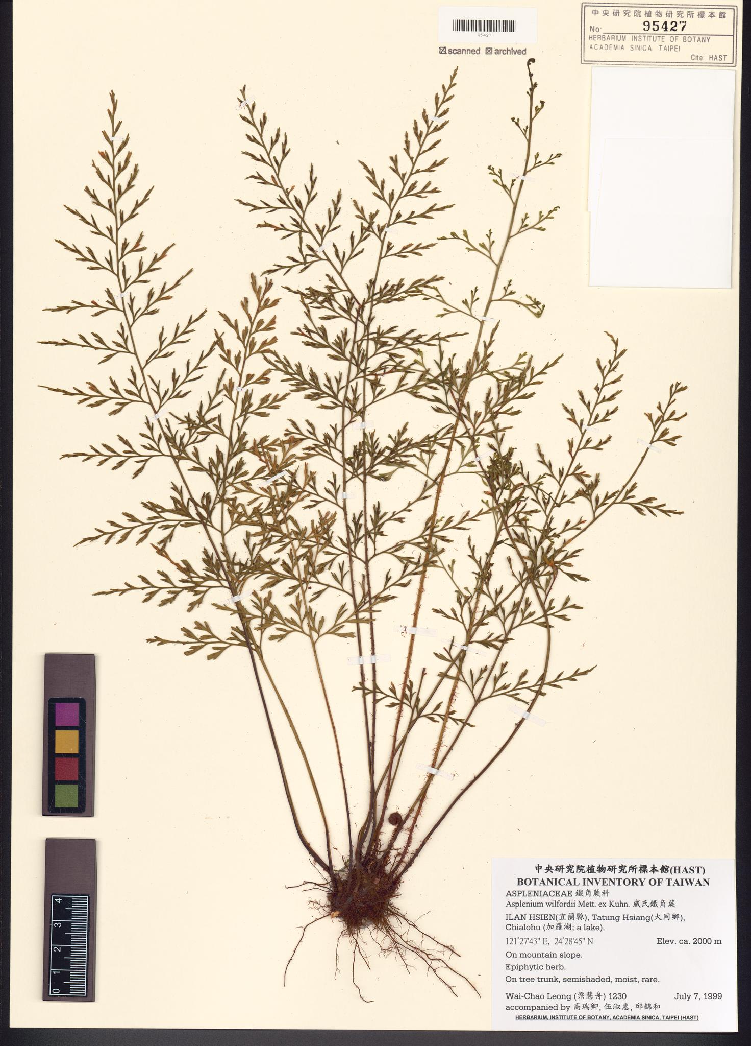 Sample image for viewer