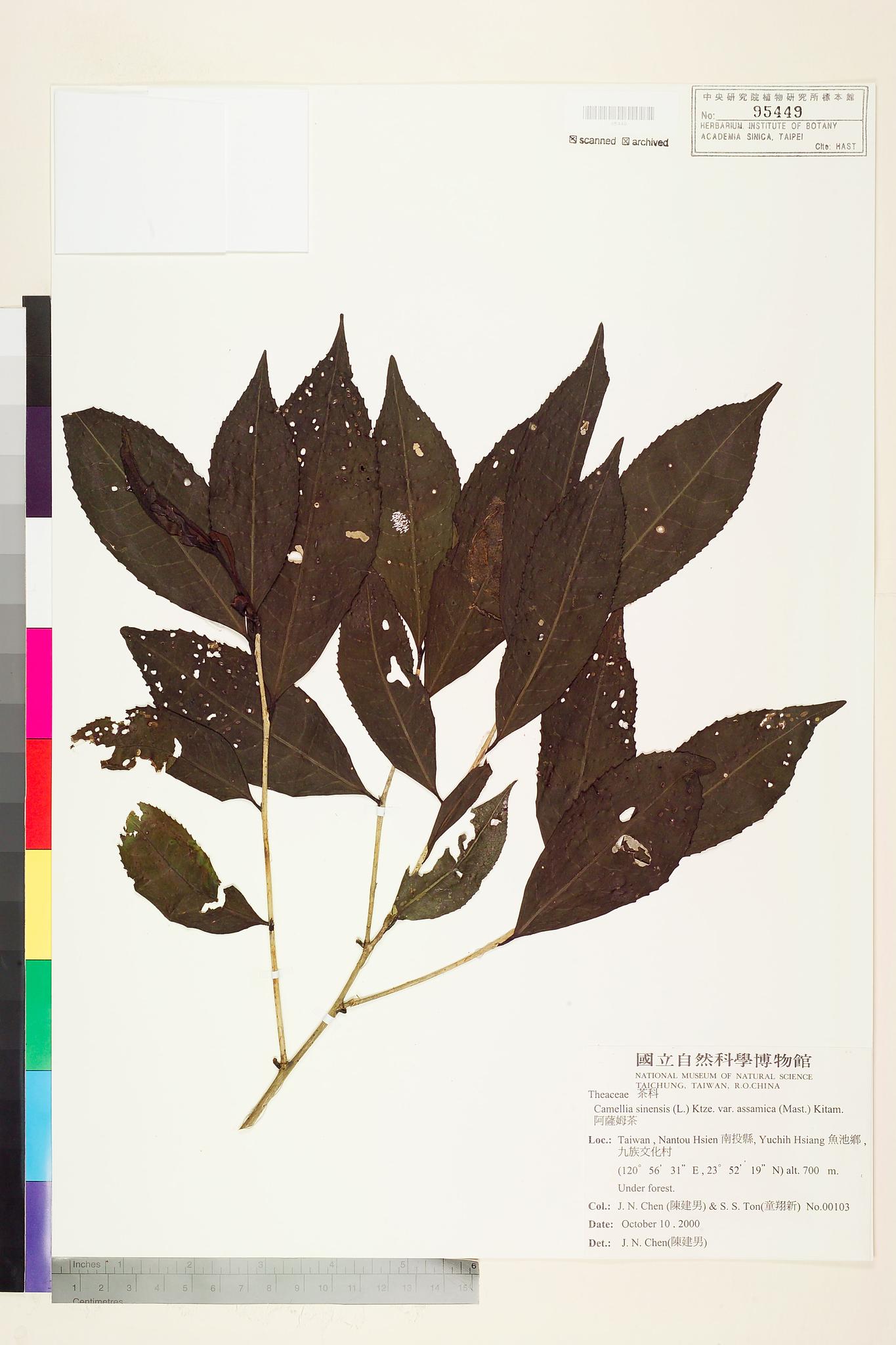 Sample image for viewer