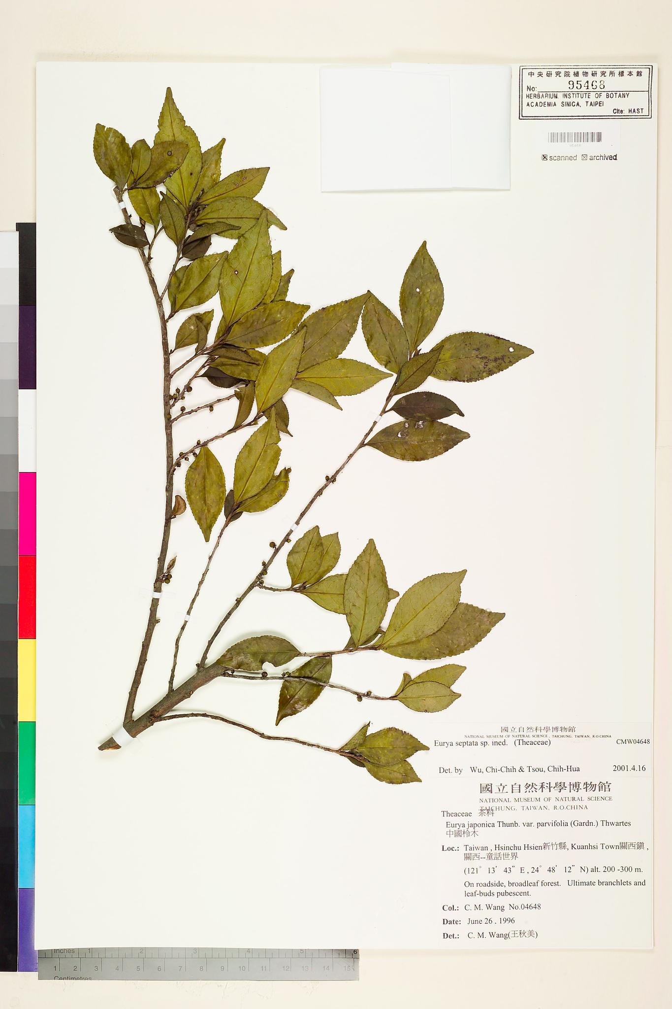 Sample image for viewer