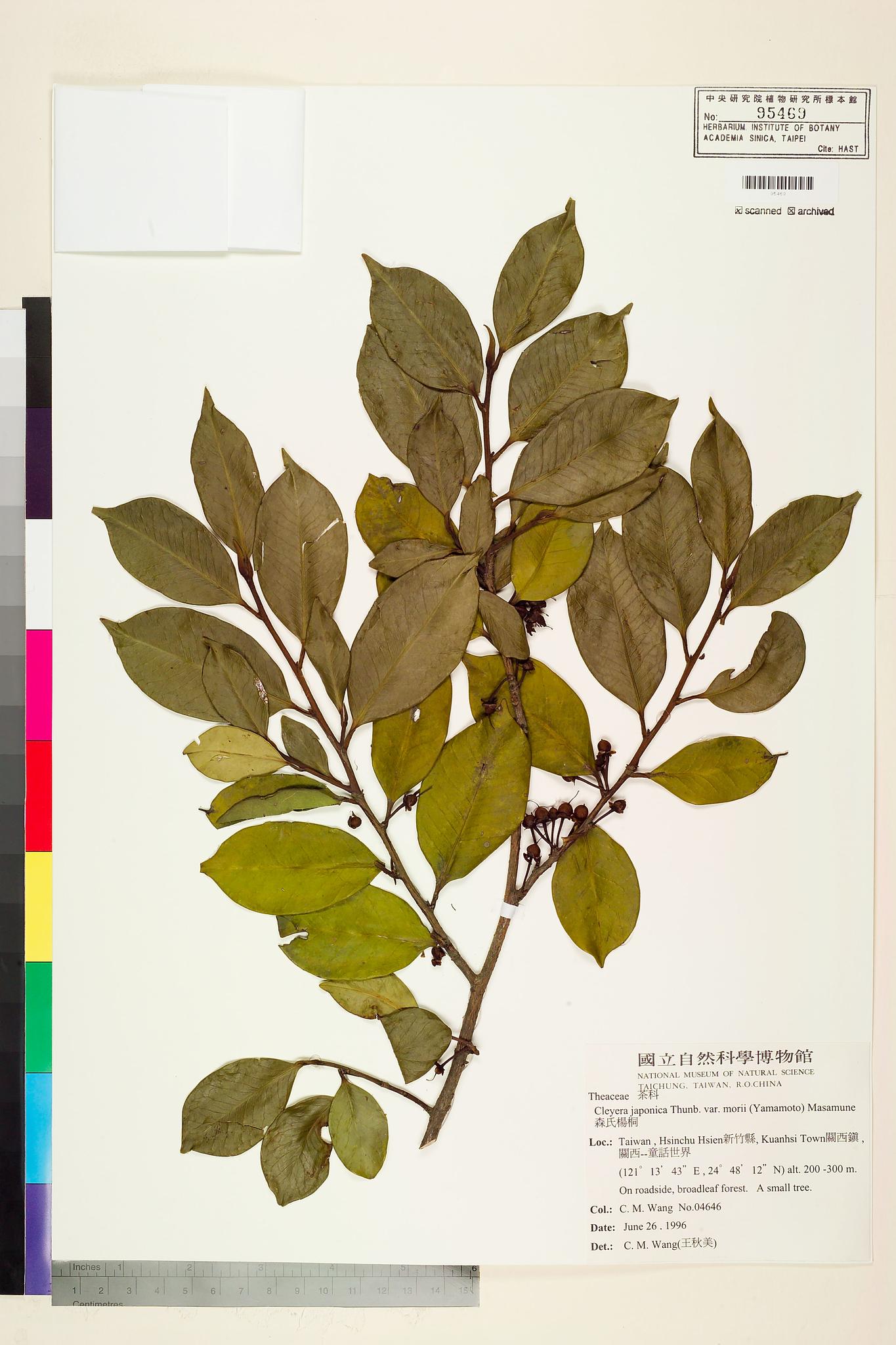 Sample image for viewer