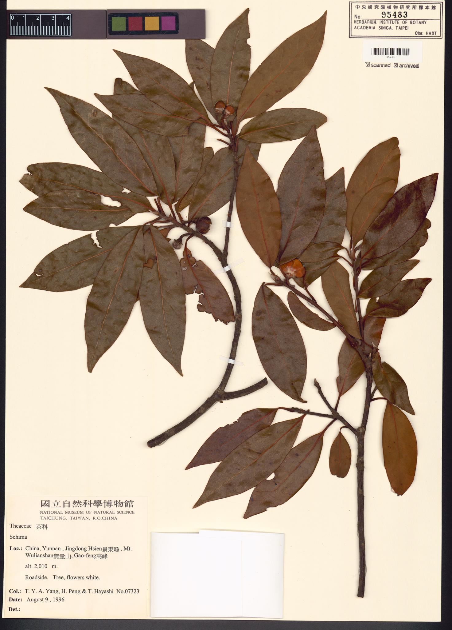 Sample image for viewer