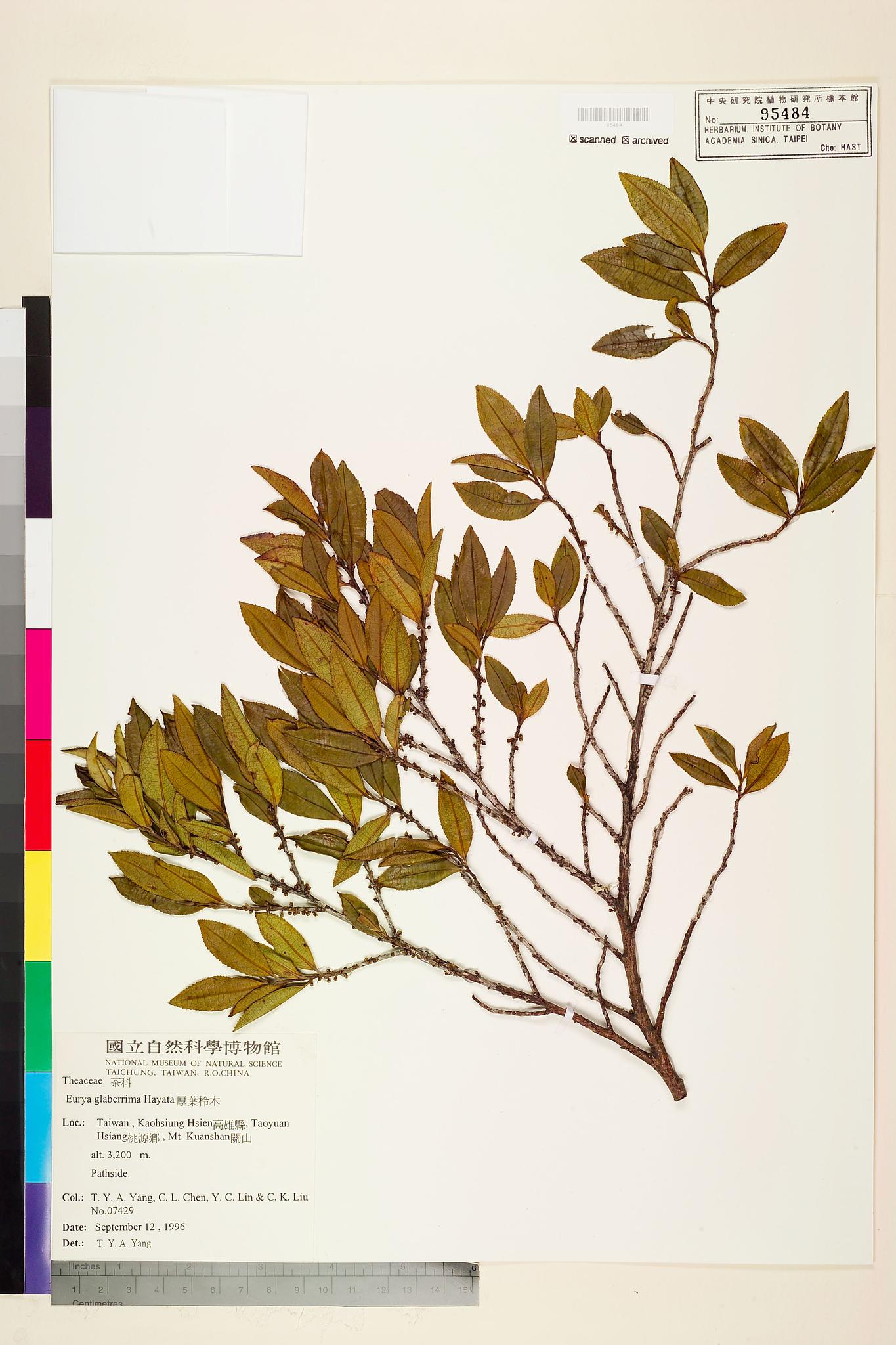 Sample image for viewer