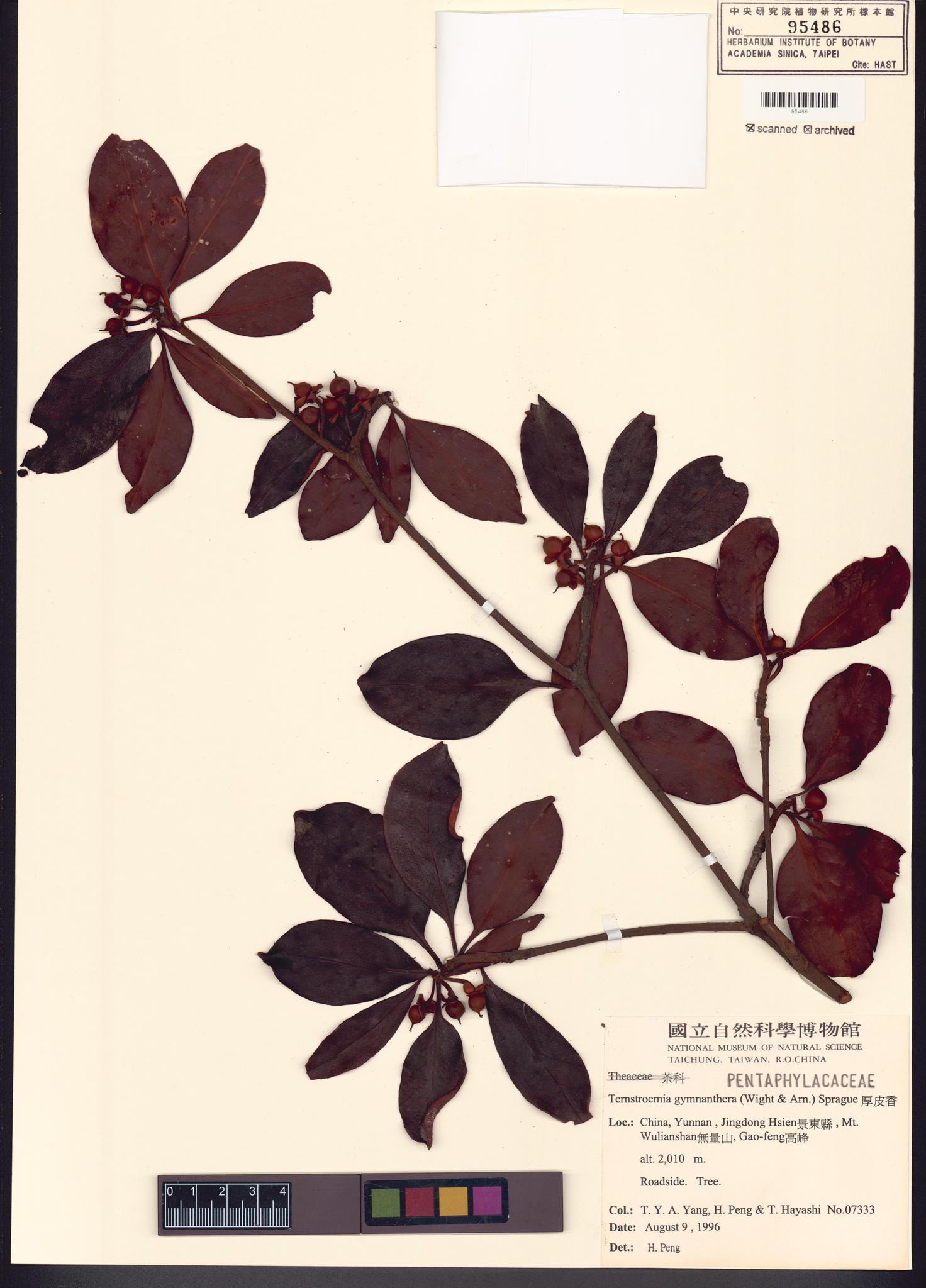 Sample image for viewer