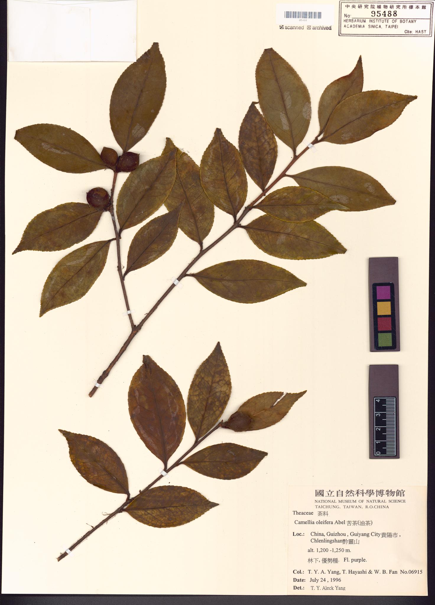 Sample image for viewer