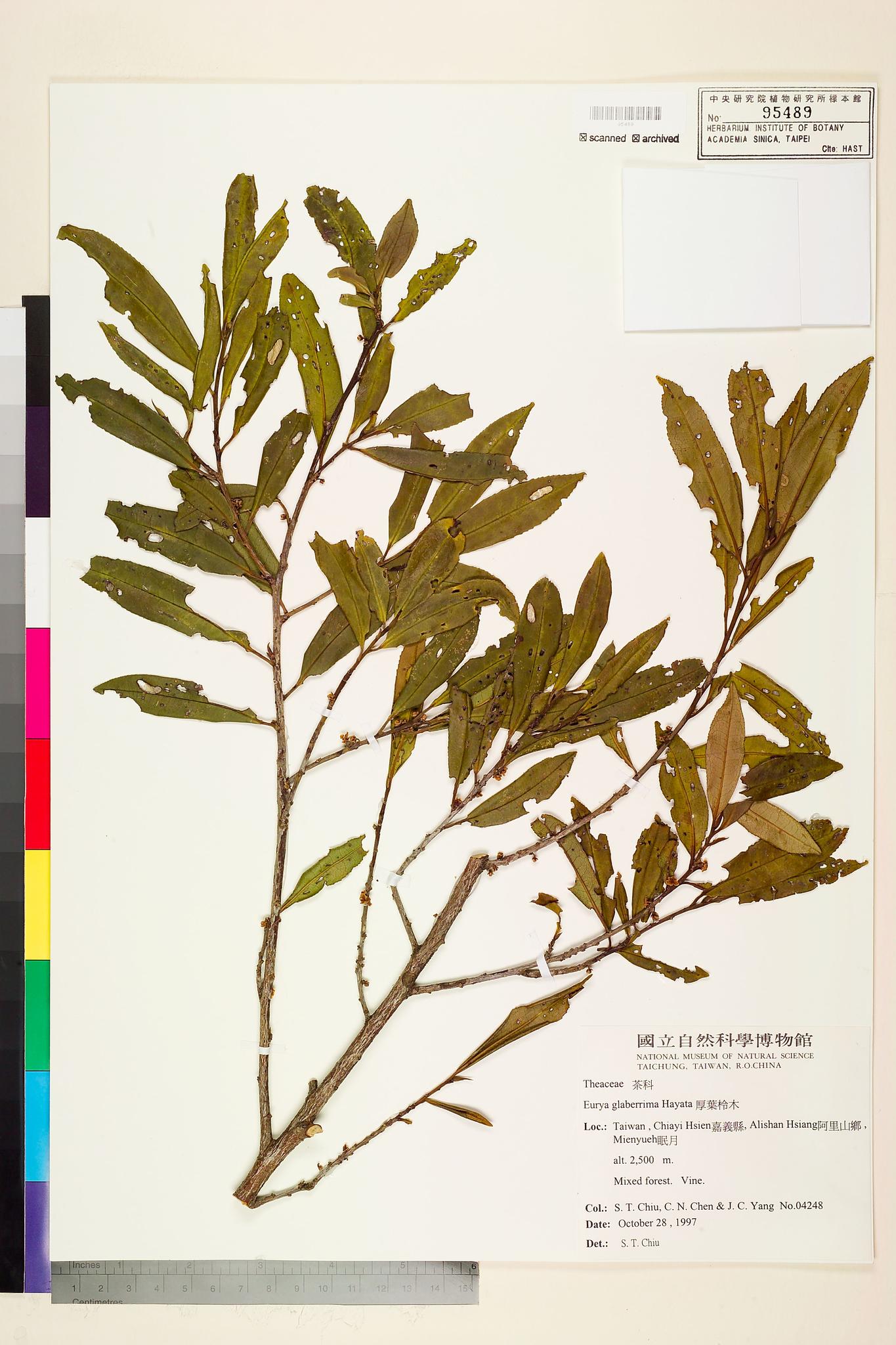 Sample image for viewer