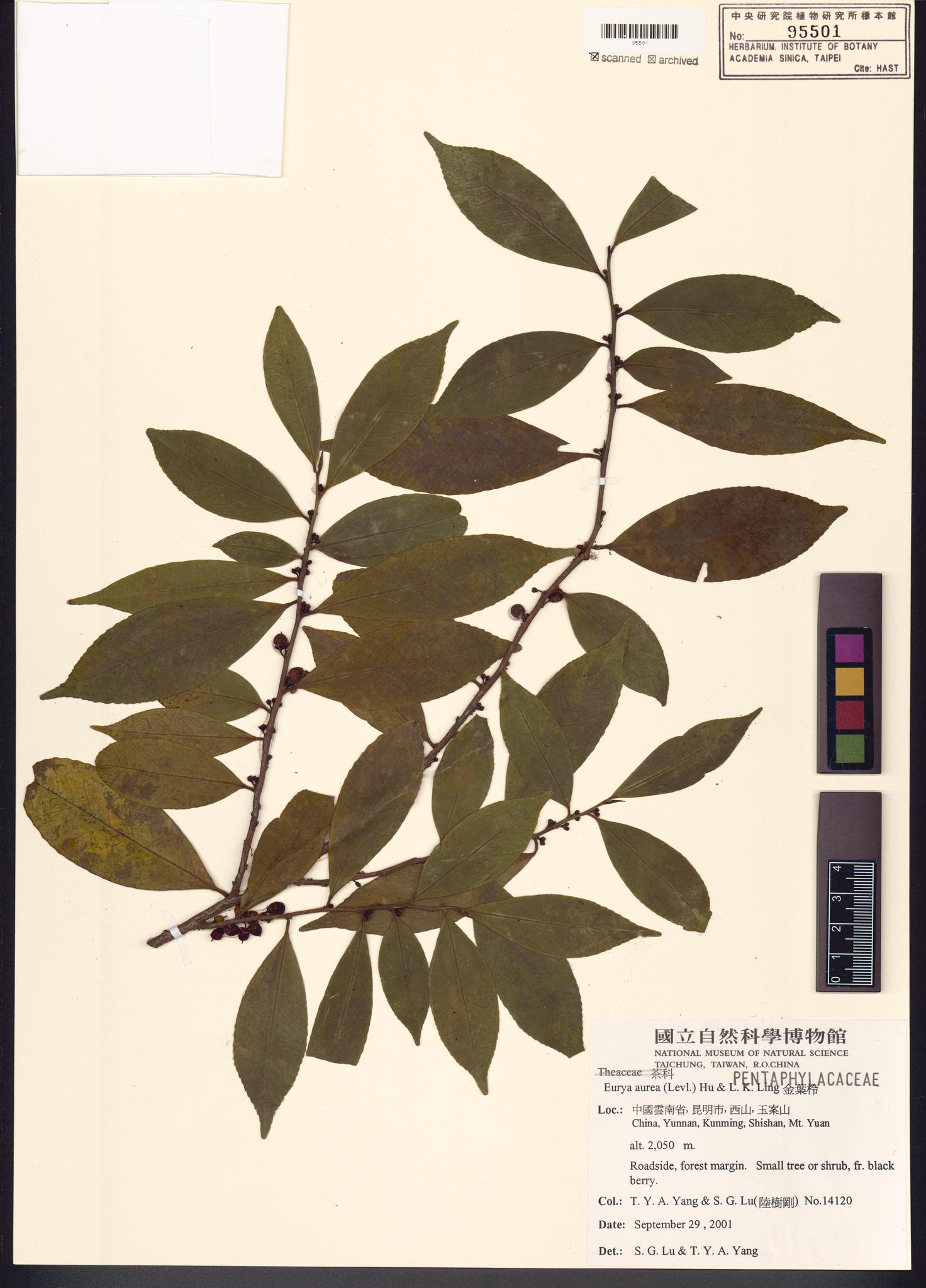 Sample image for viewer