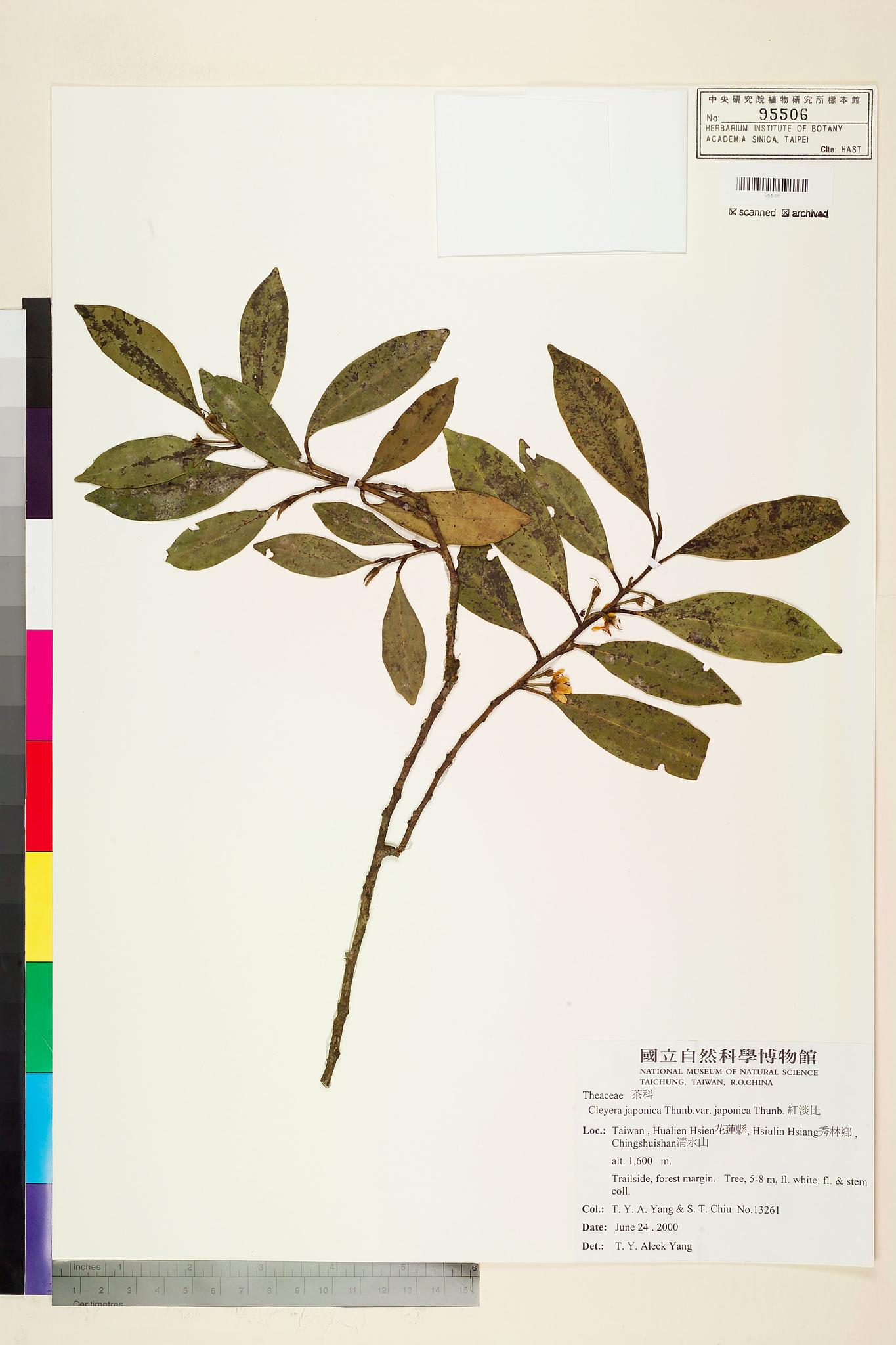 Sample image for viewer