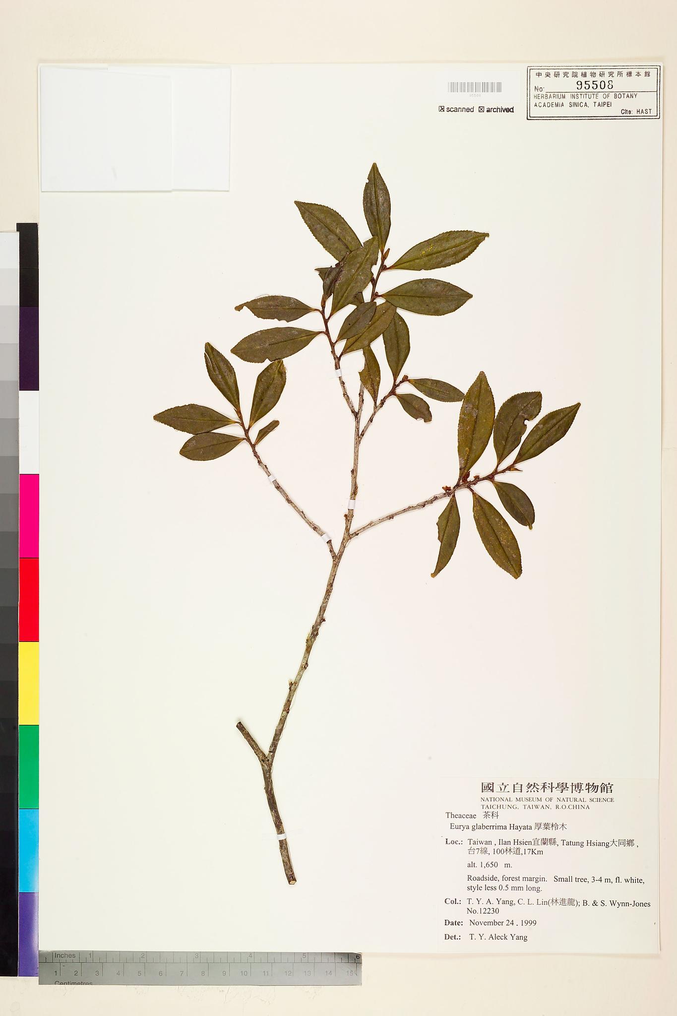 Sample image for viewer