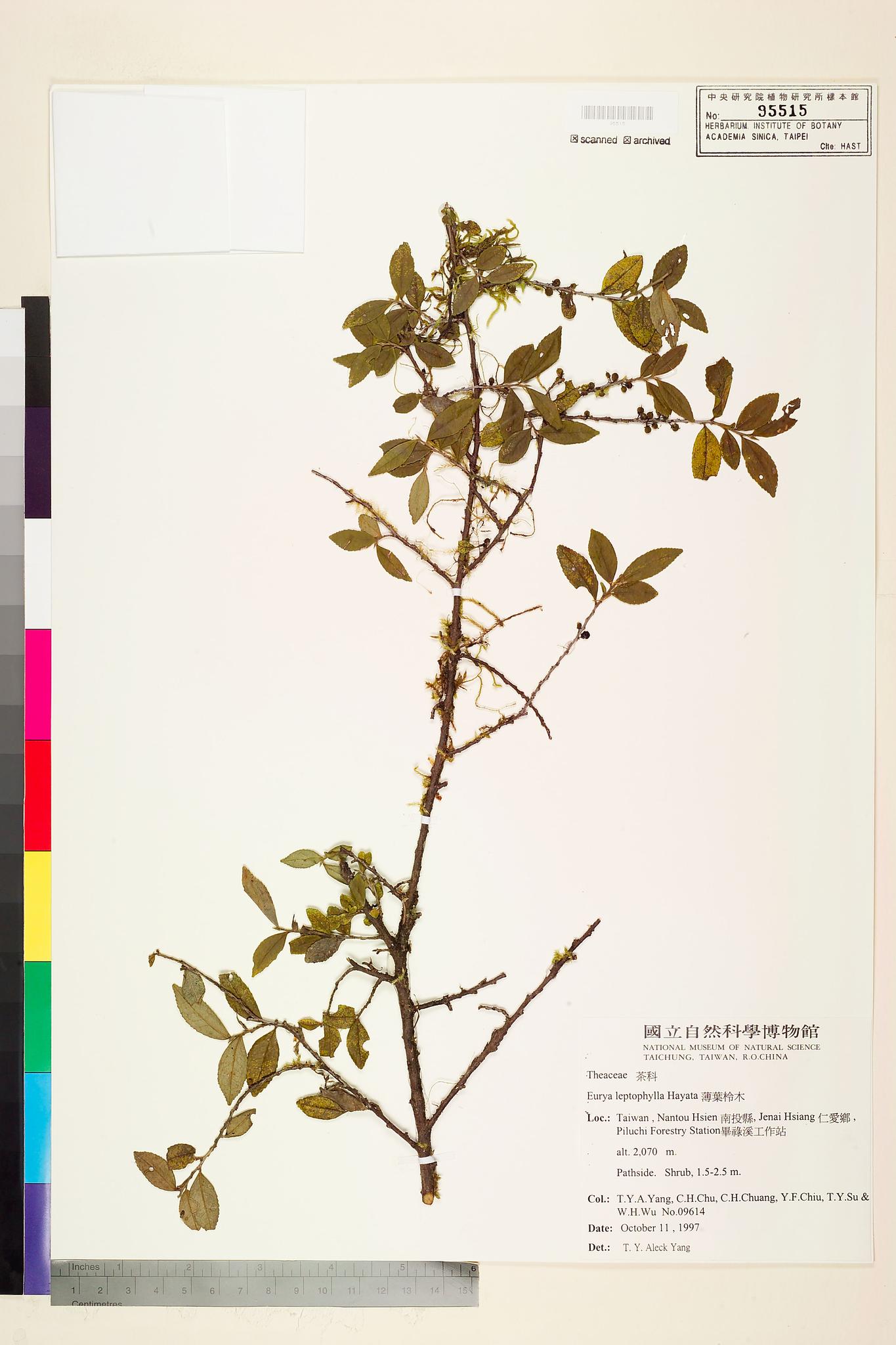 Sample image for viewer