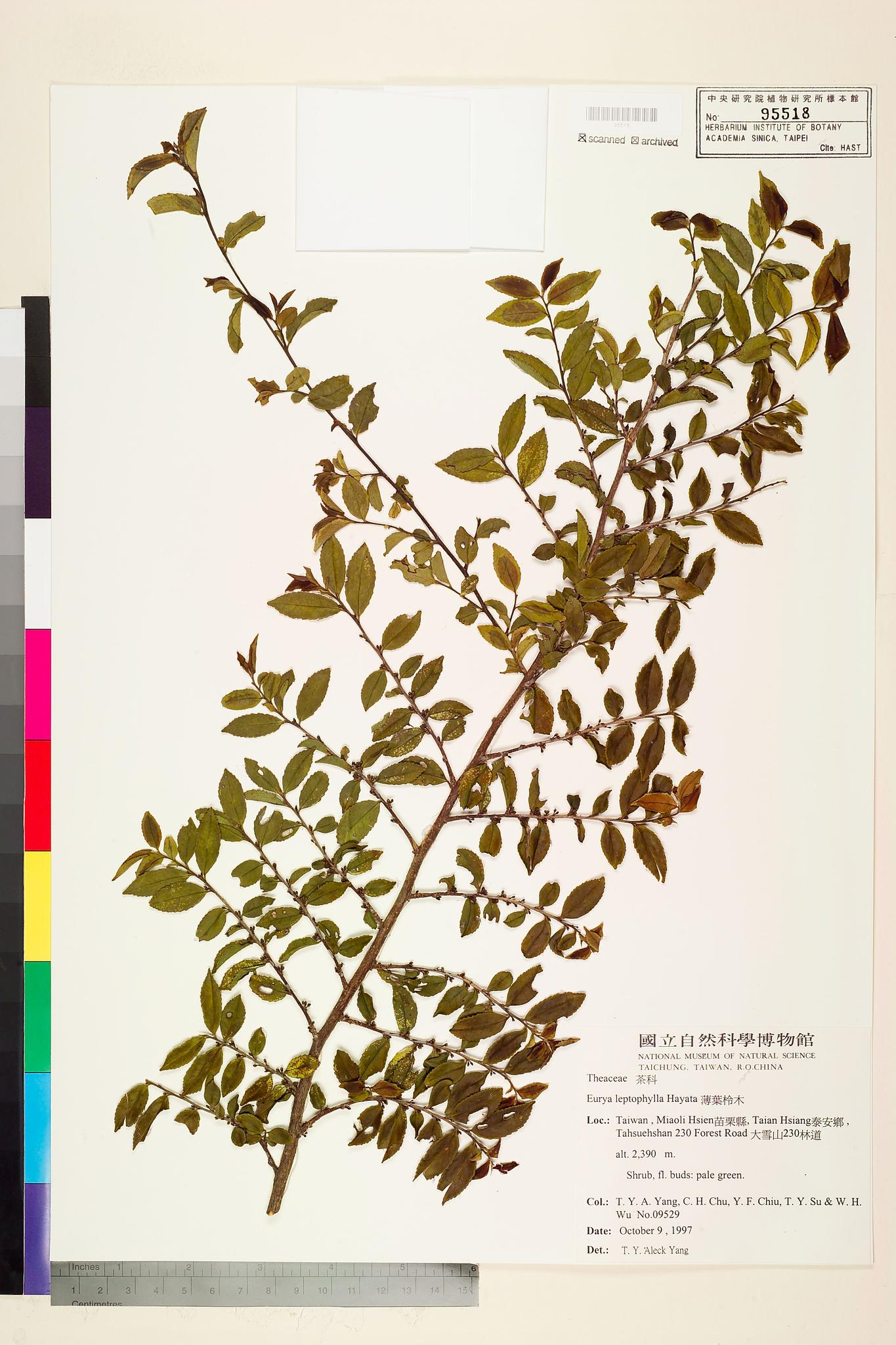 Sample image for viewer