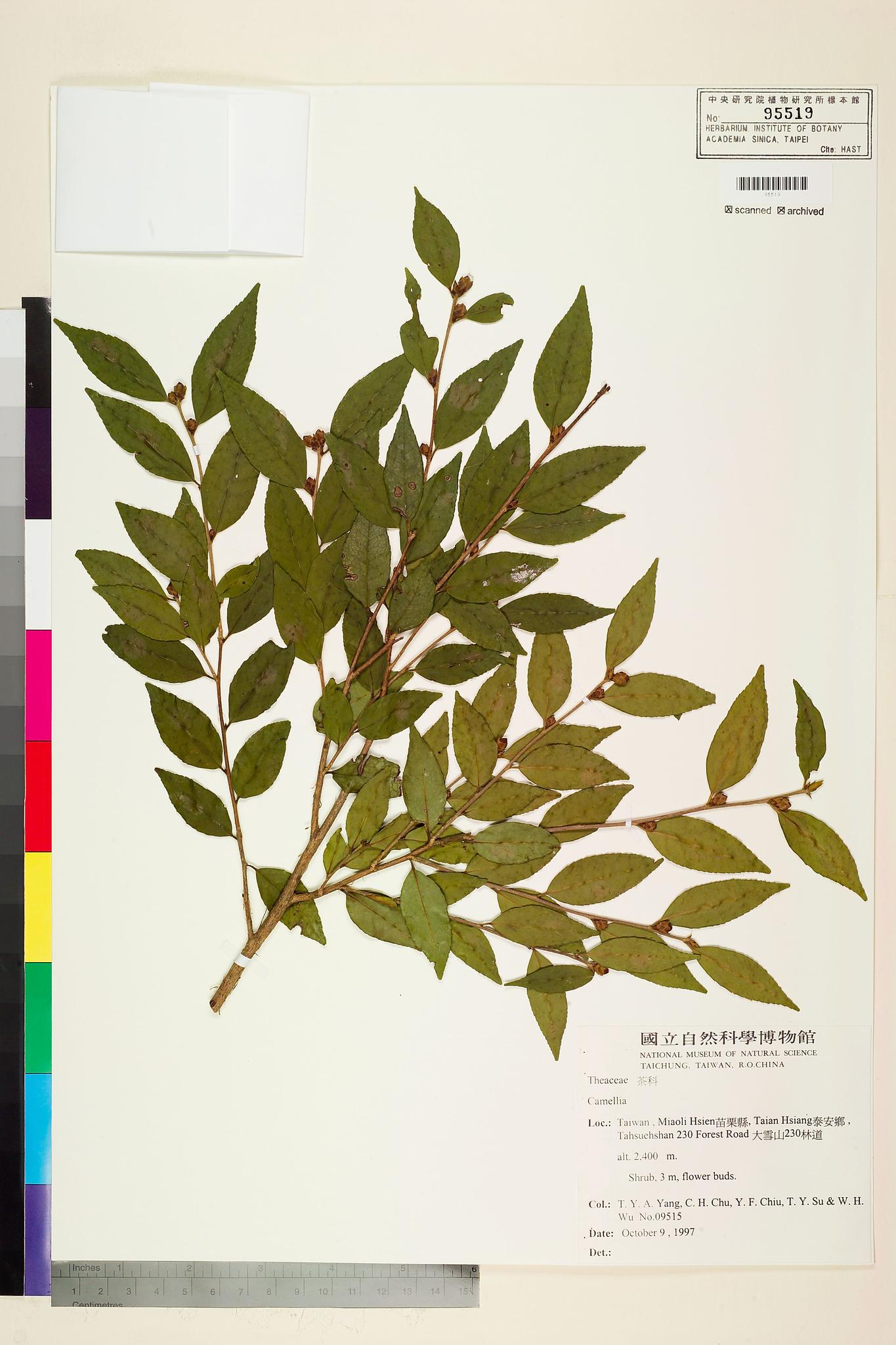 Sample image for viewer