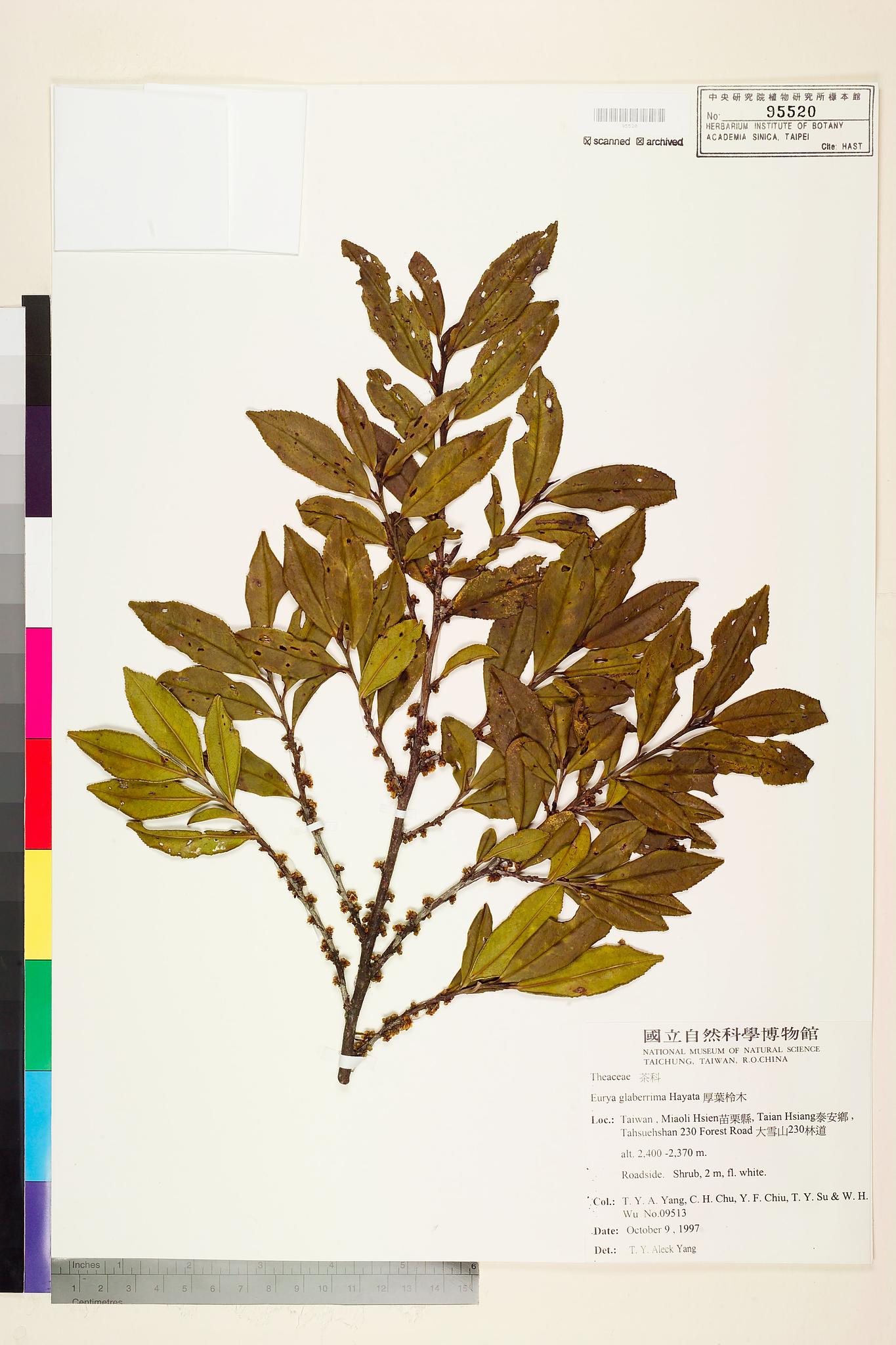 Sample image for viewer