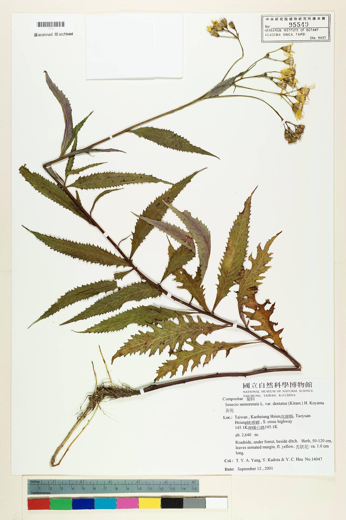 Sample image for viewer