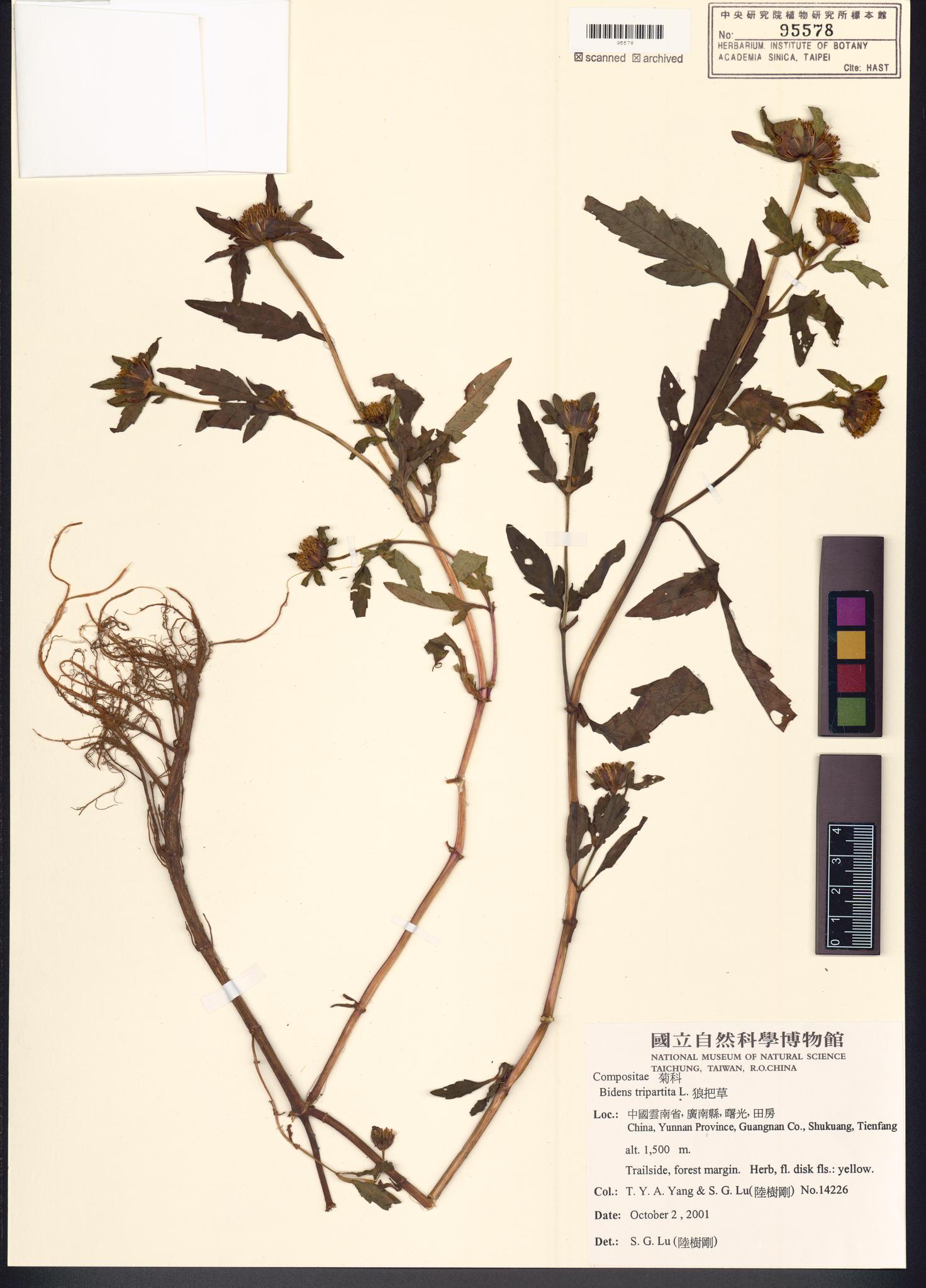 Sample image for viewer