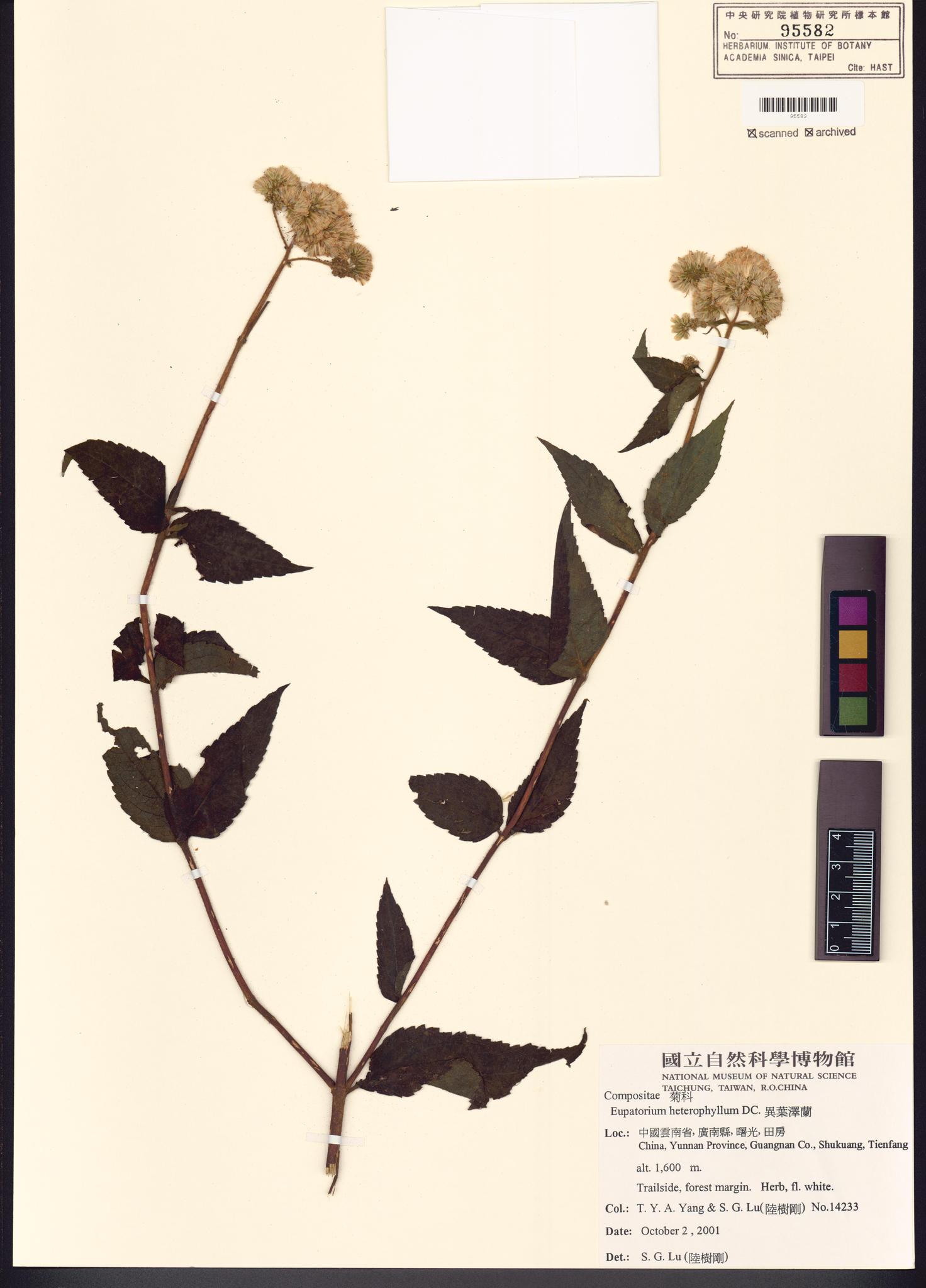 Sample image for viewer