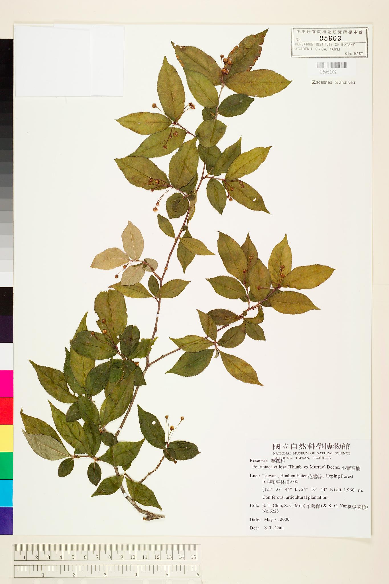 Sample image for viewer