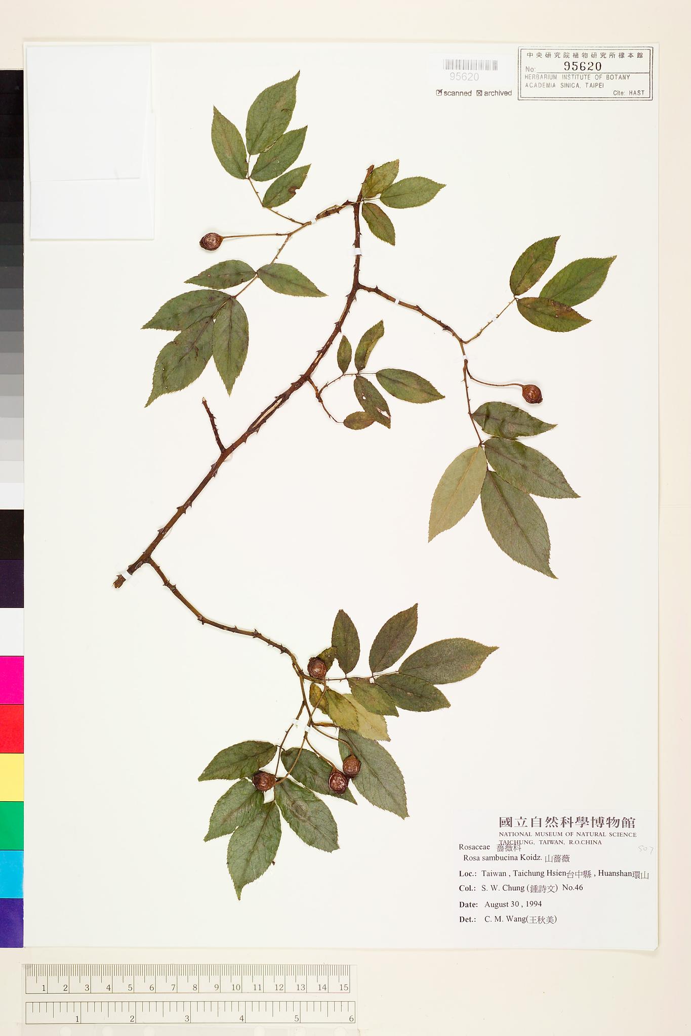 Sample image for viewer