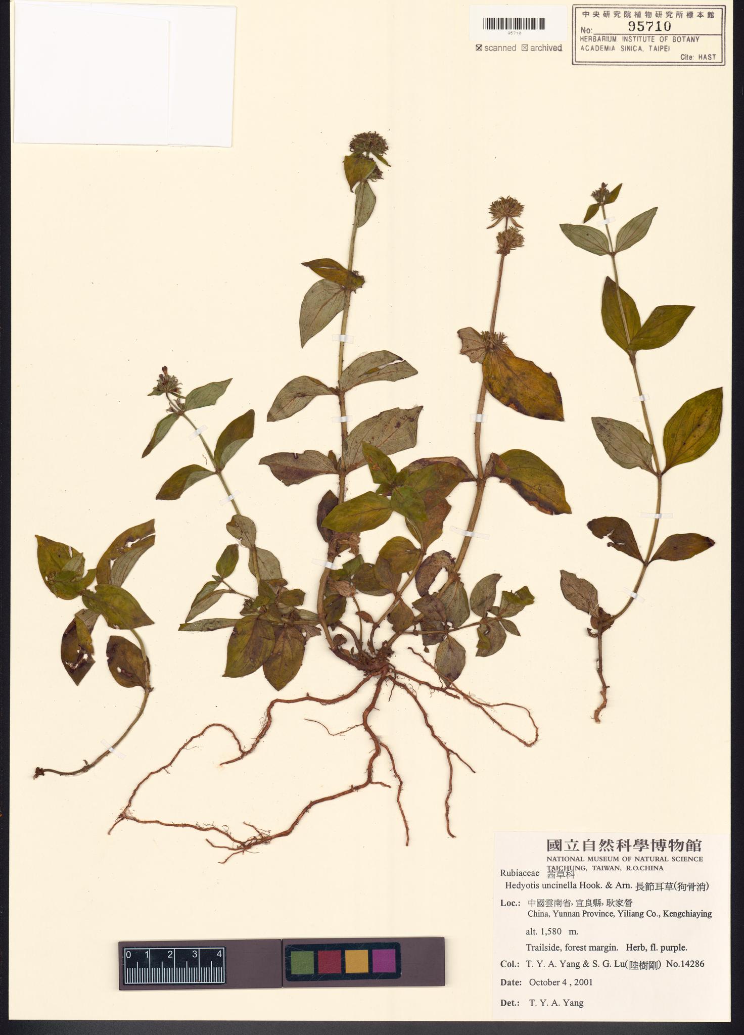 Sample image for viewer