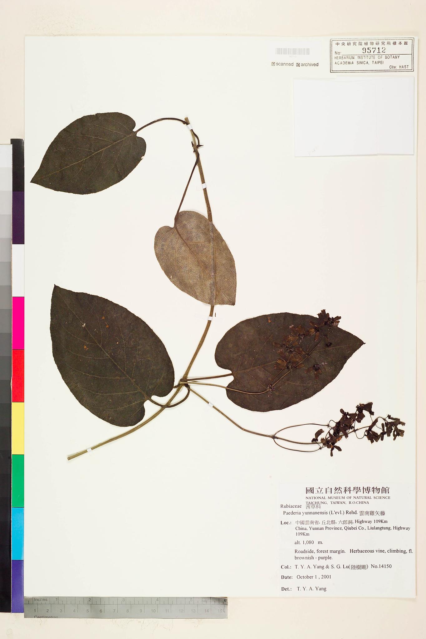 Sample image for viewer