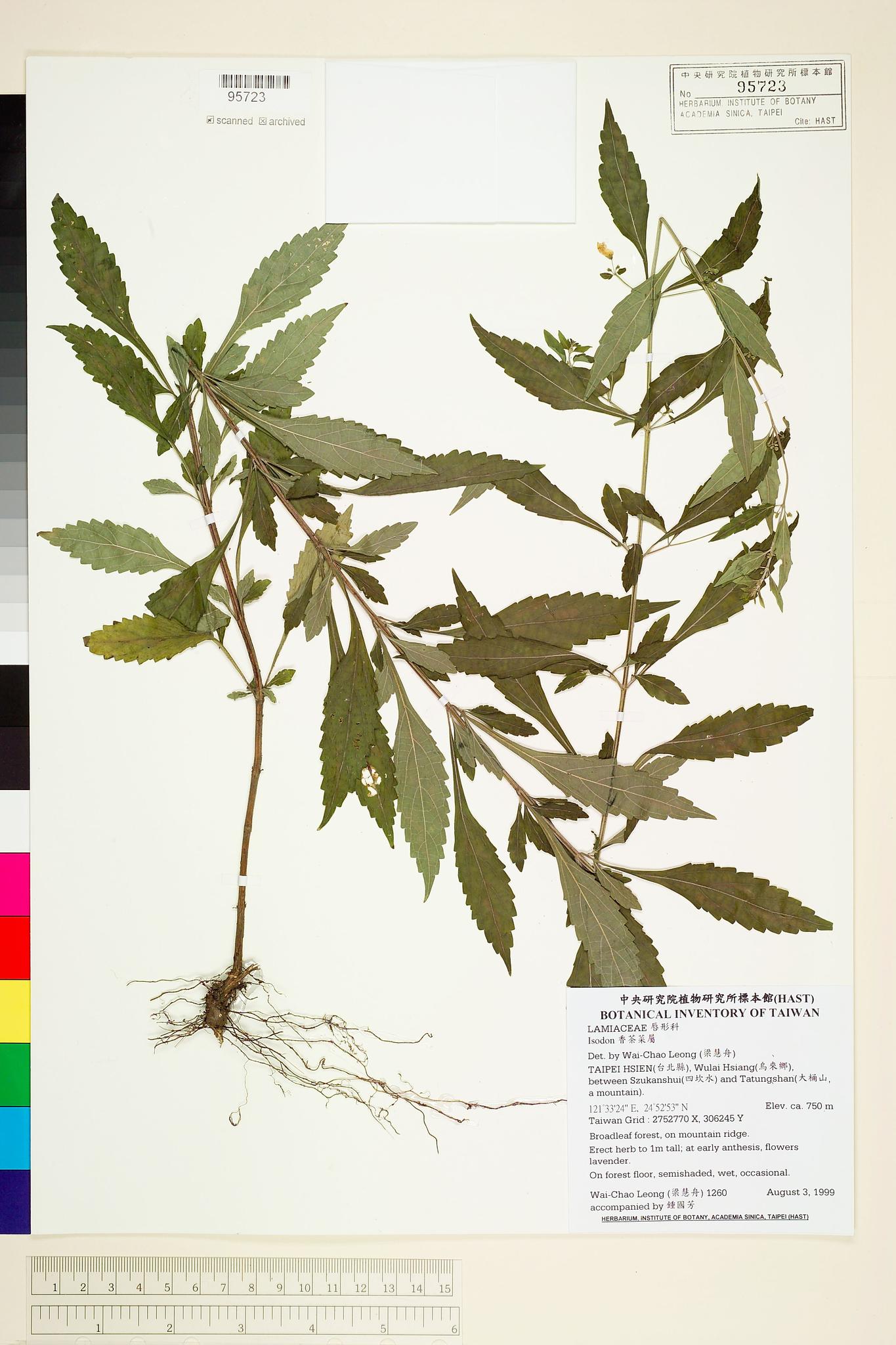 Sample image for viewer