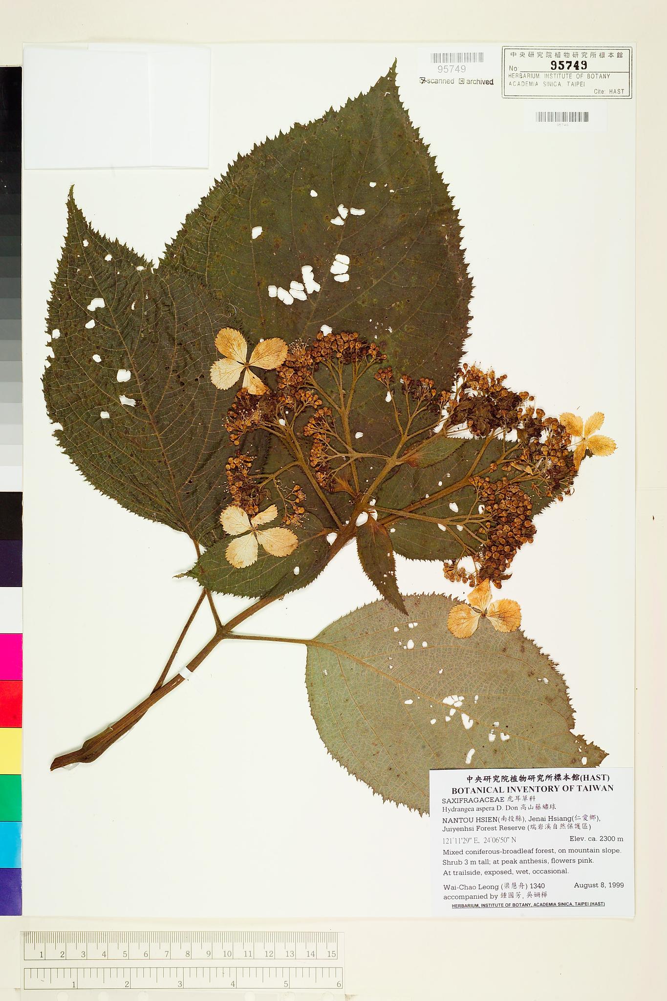 Sample image for viewer