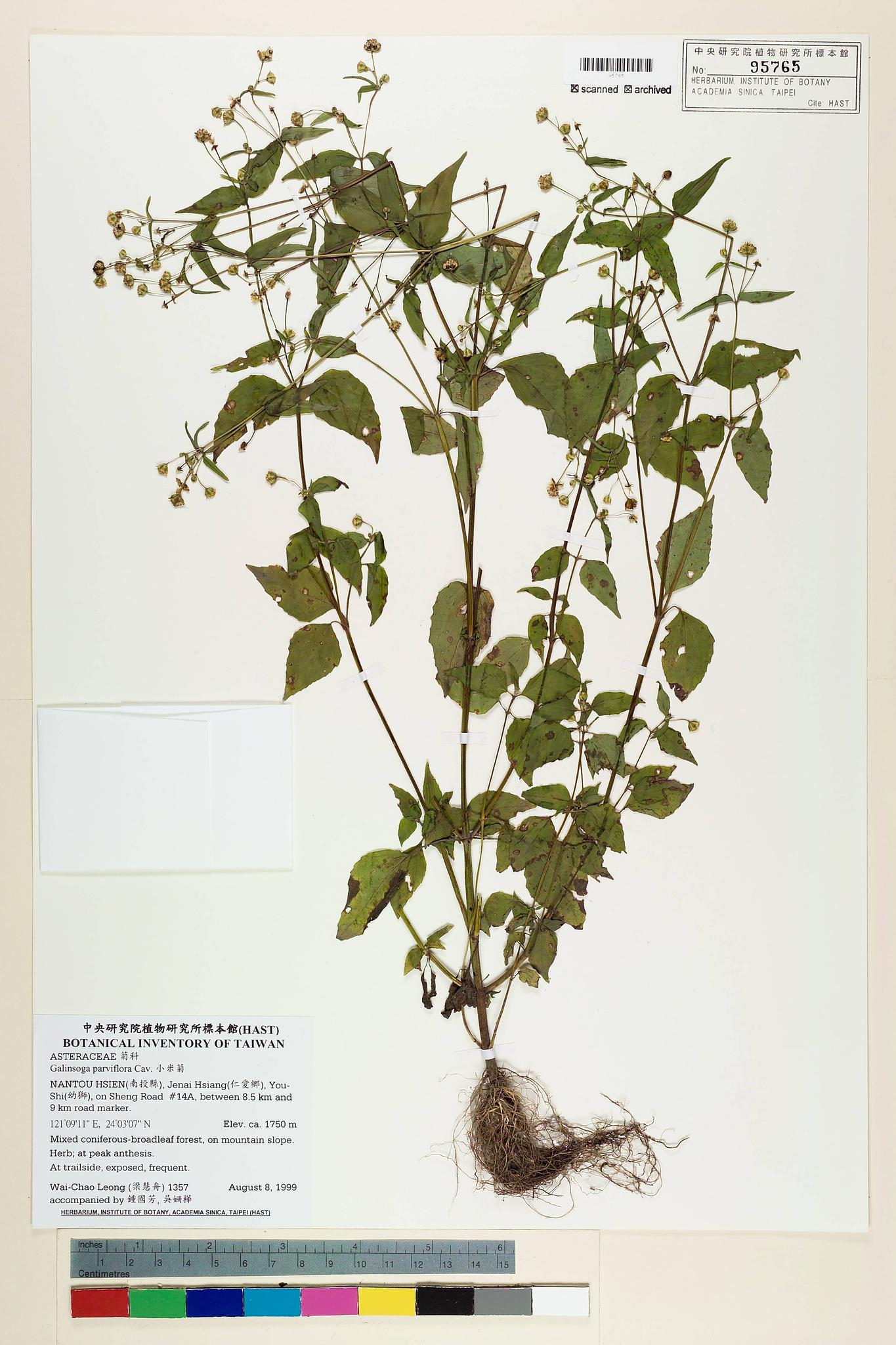 Sample image for viewer