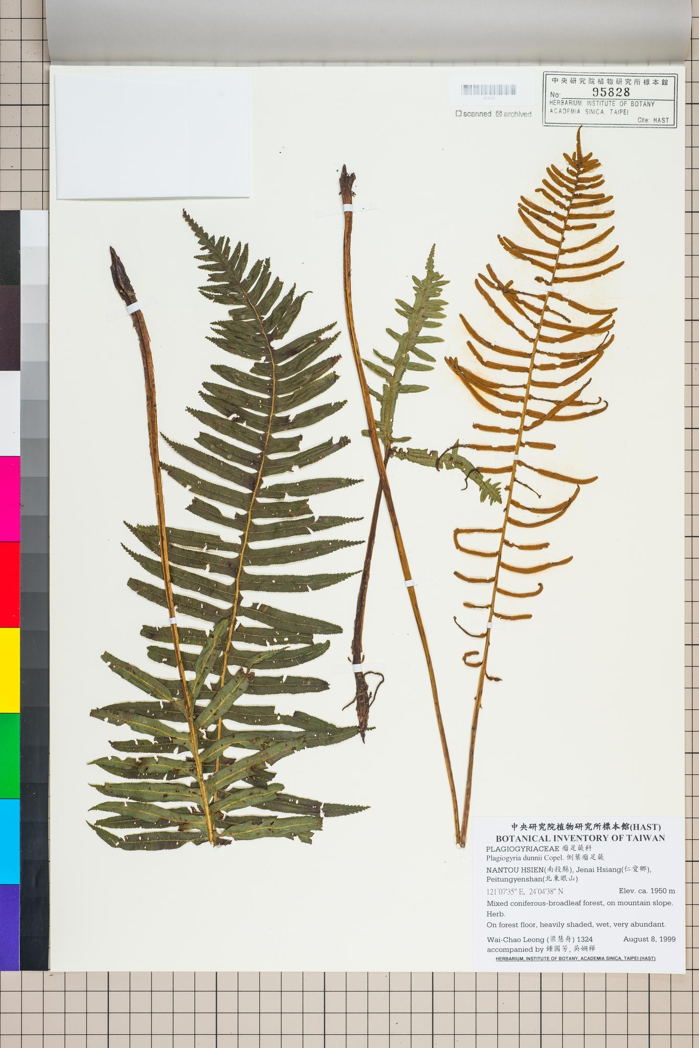 Sample image for viewer