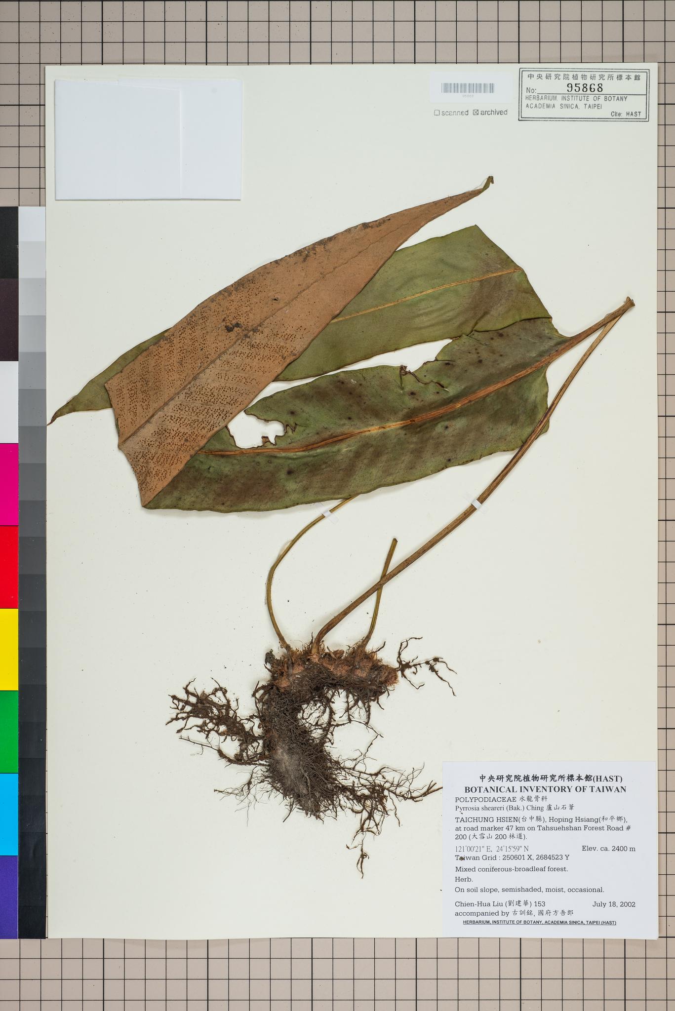 Sample image for viewer