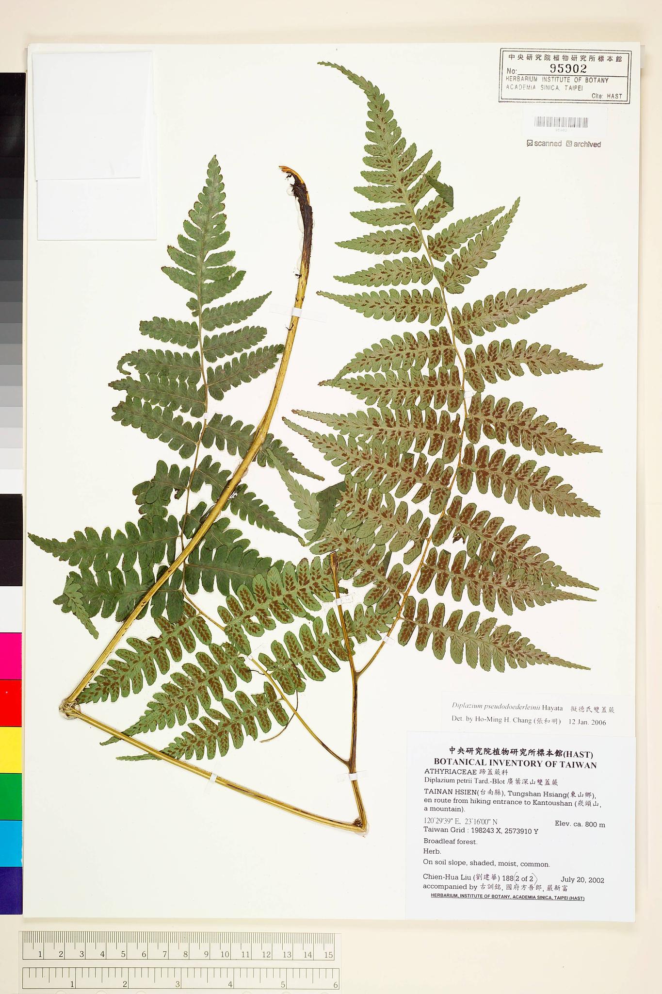 Sample image for viewer