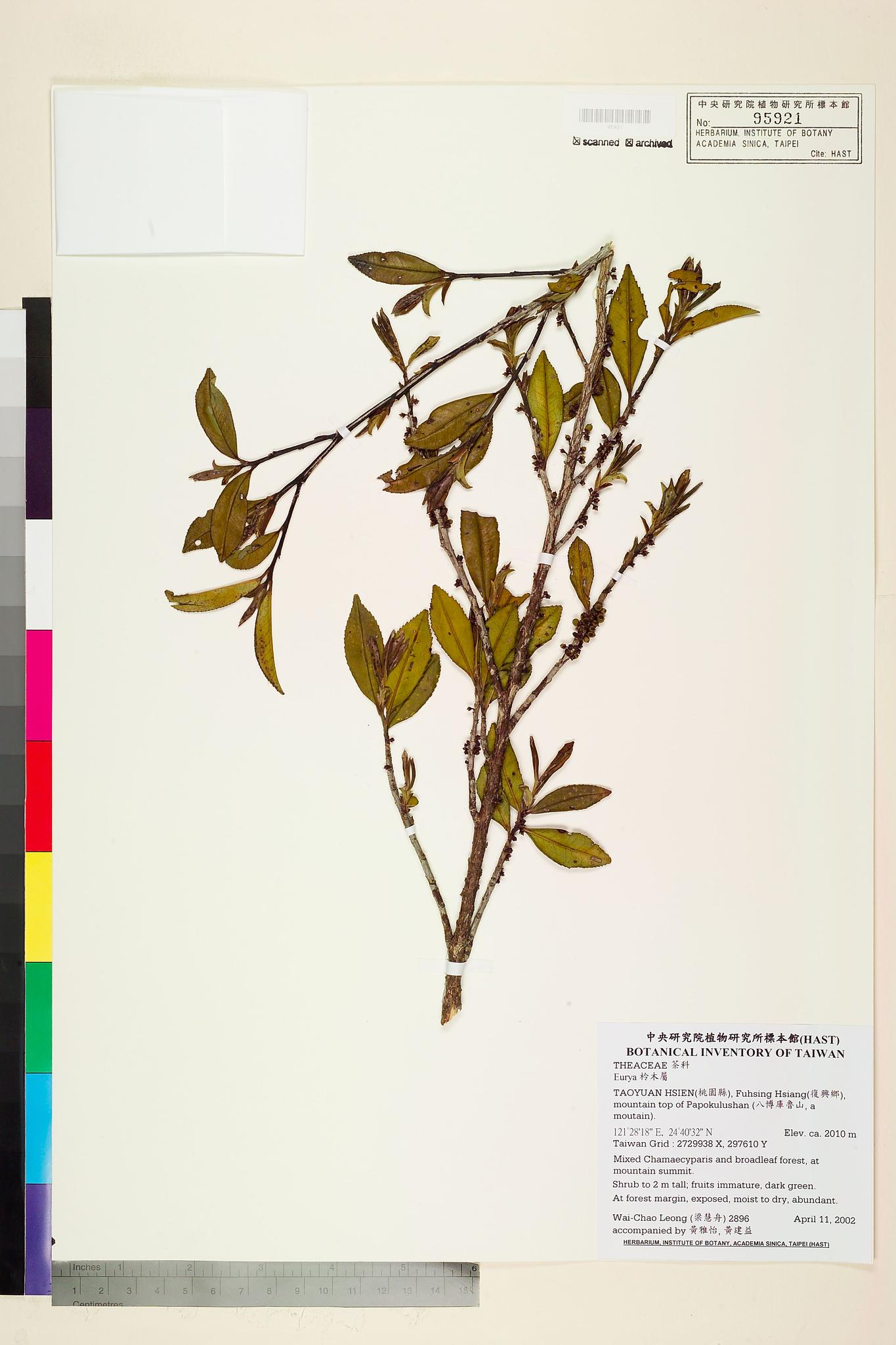 Sample image for viewer