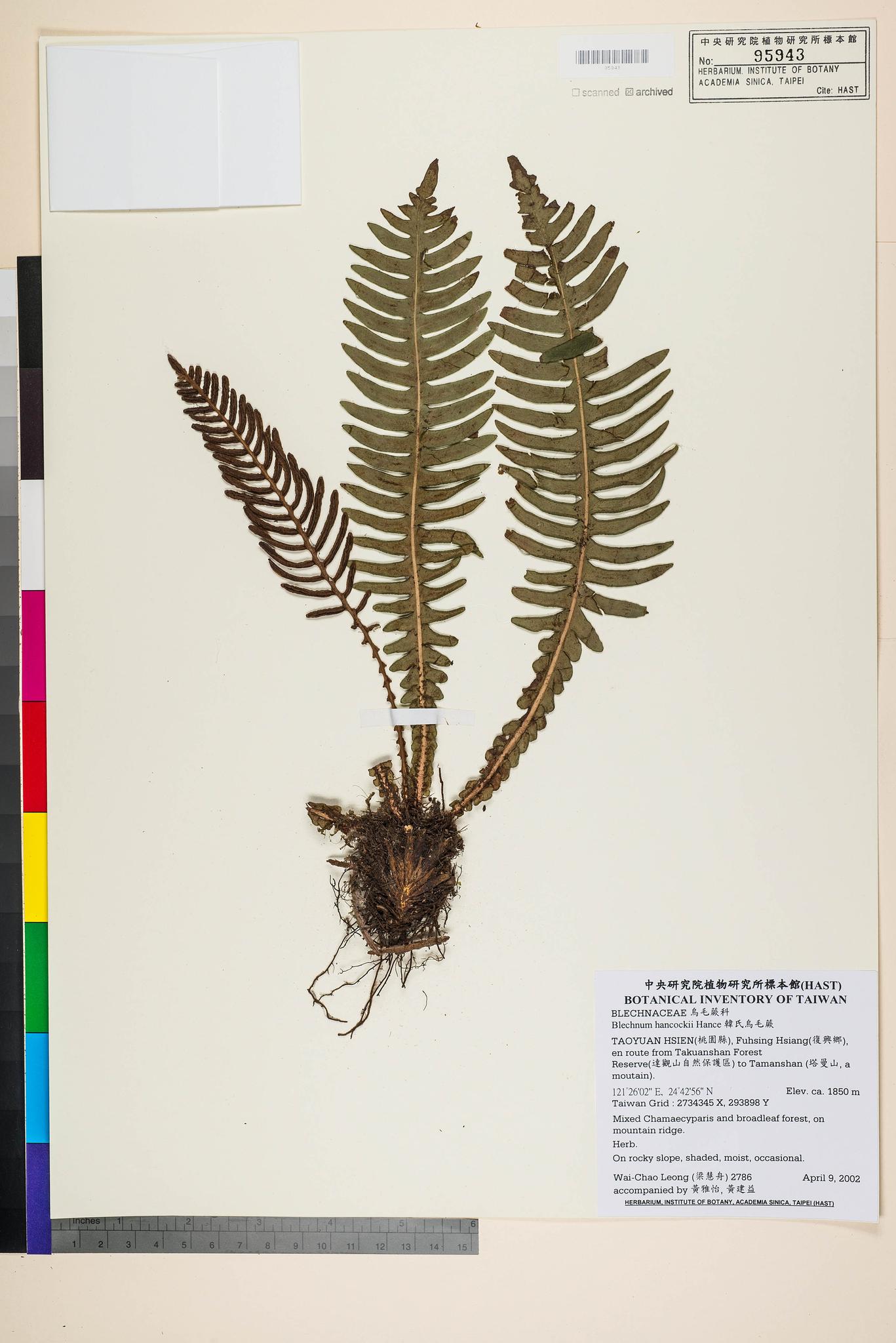 Sample image for viewer