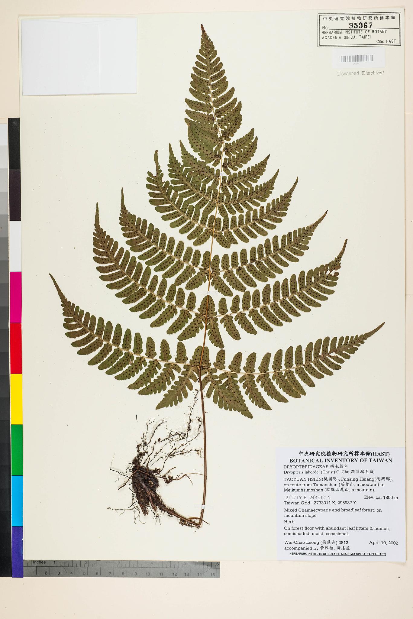 Sample image for viewer