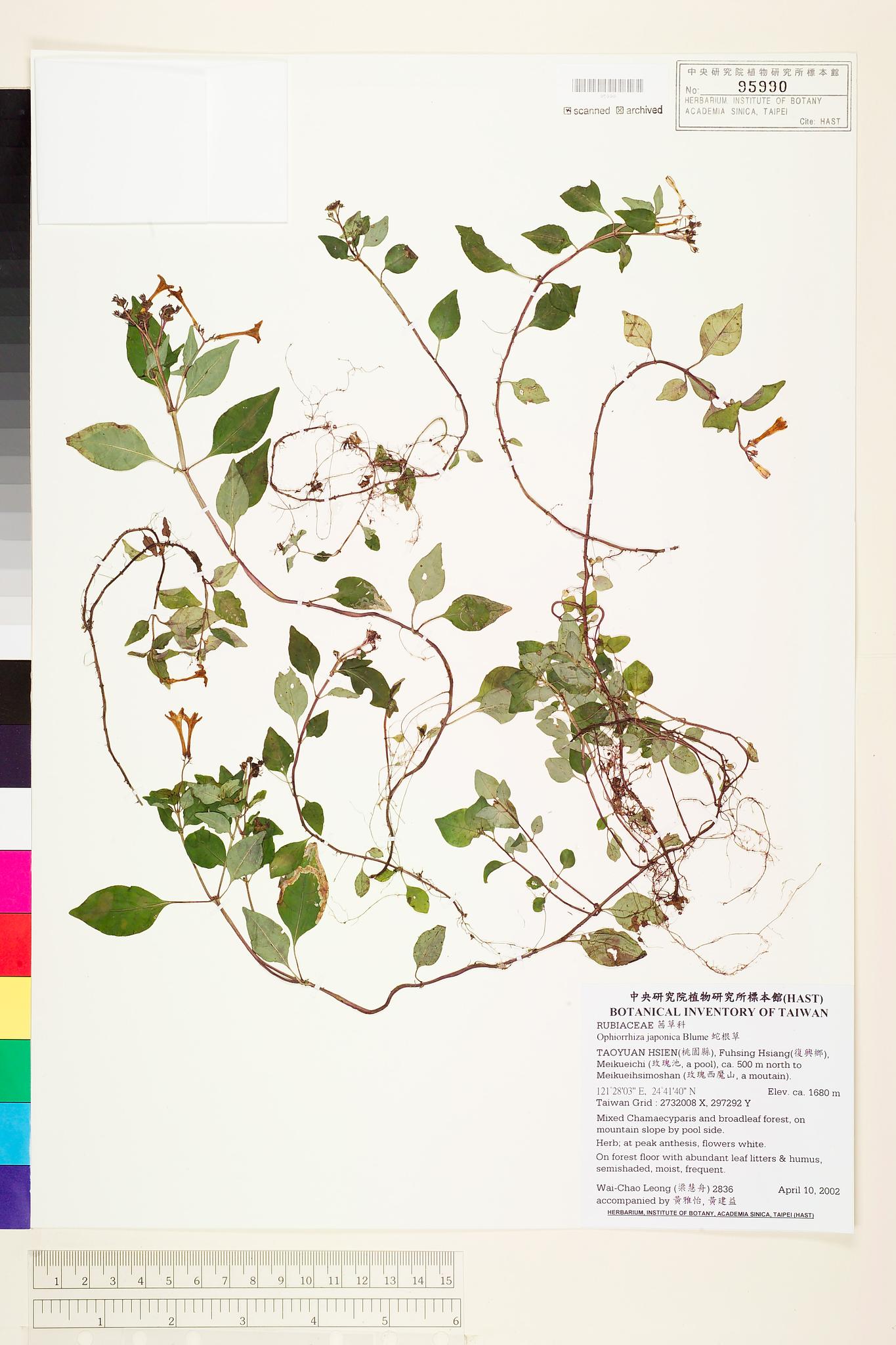 Sample image for viewer