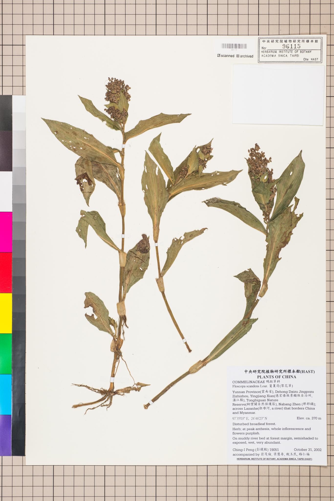 Sample image for viewer