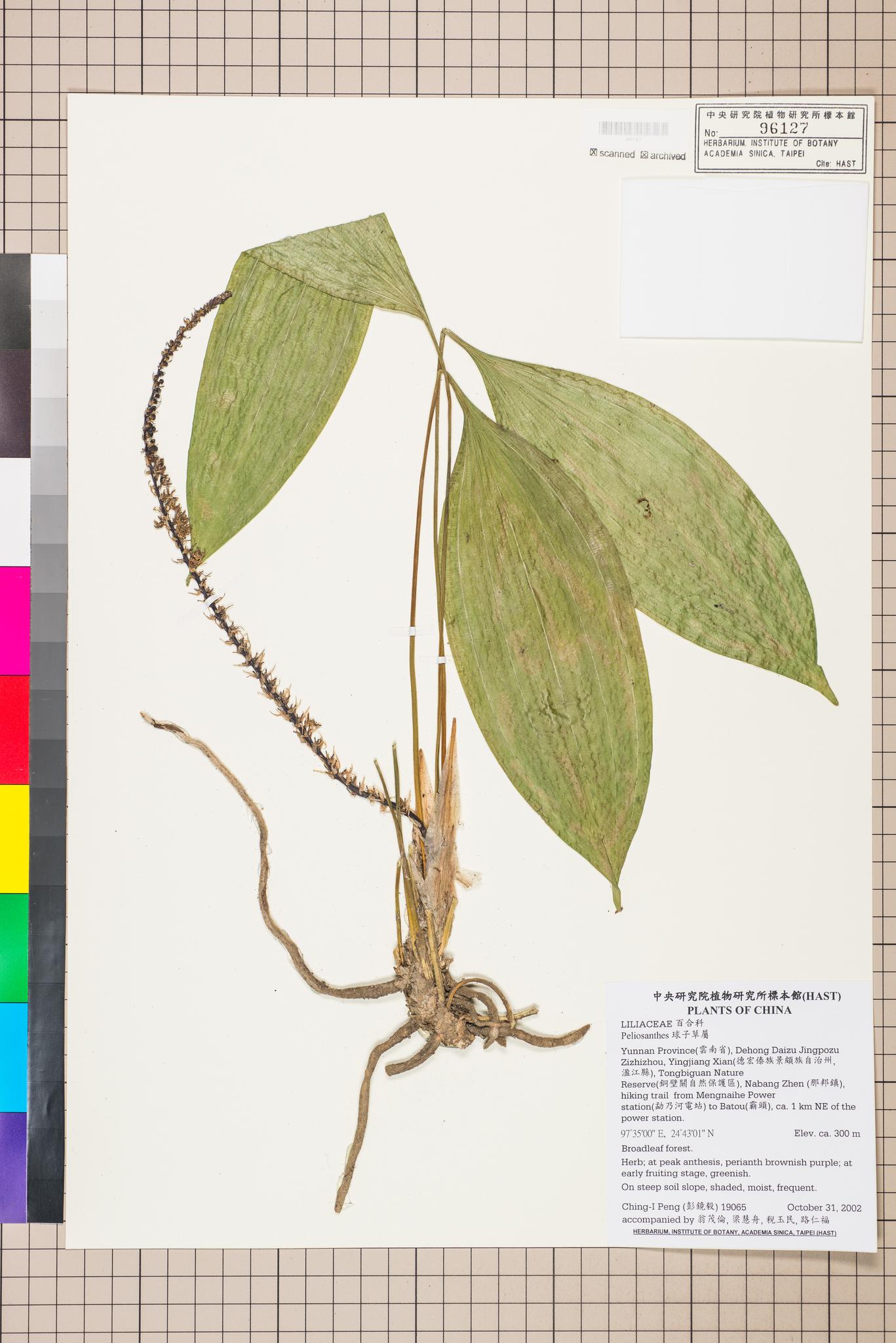 Sample image for viewer