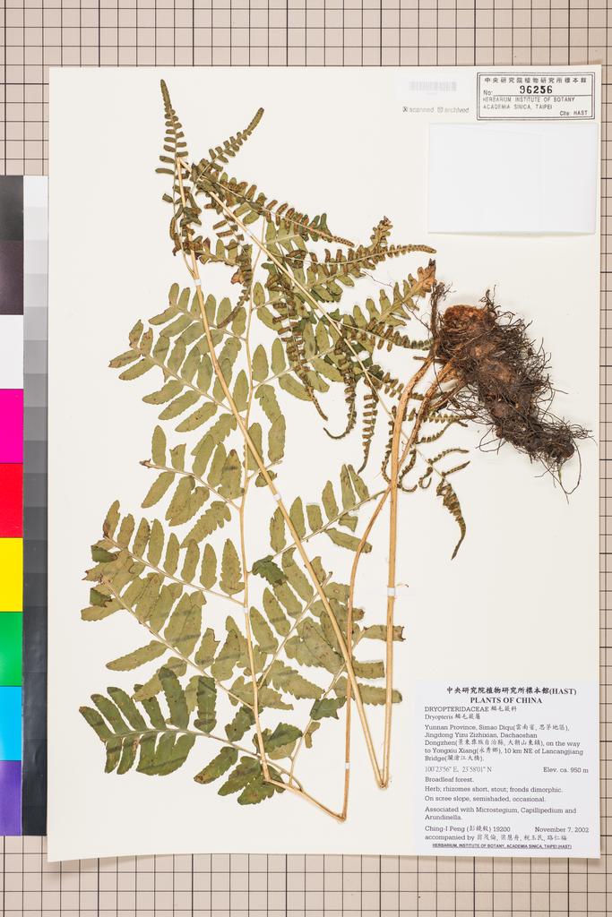 <Unit #45466 Peng, Ching-I | 彭鏡毅 | 19200:: | Dryopteris>