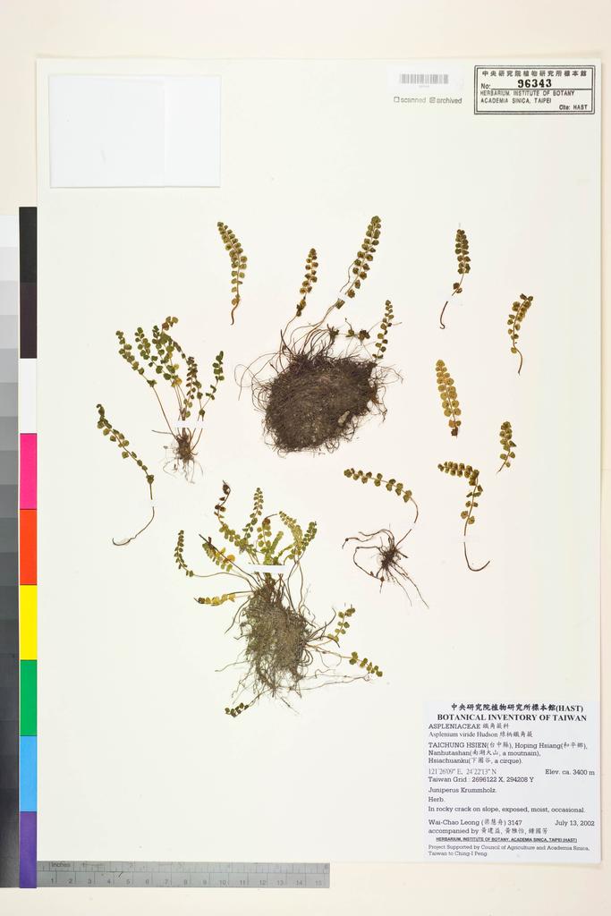 <Unit #39067 Leong, Wai-Chao | 梁慧舟 | 3147:: | Asplenium viride Hudson>